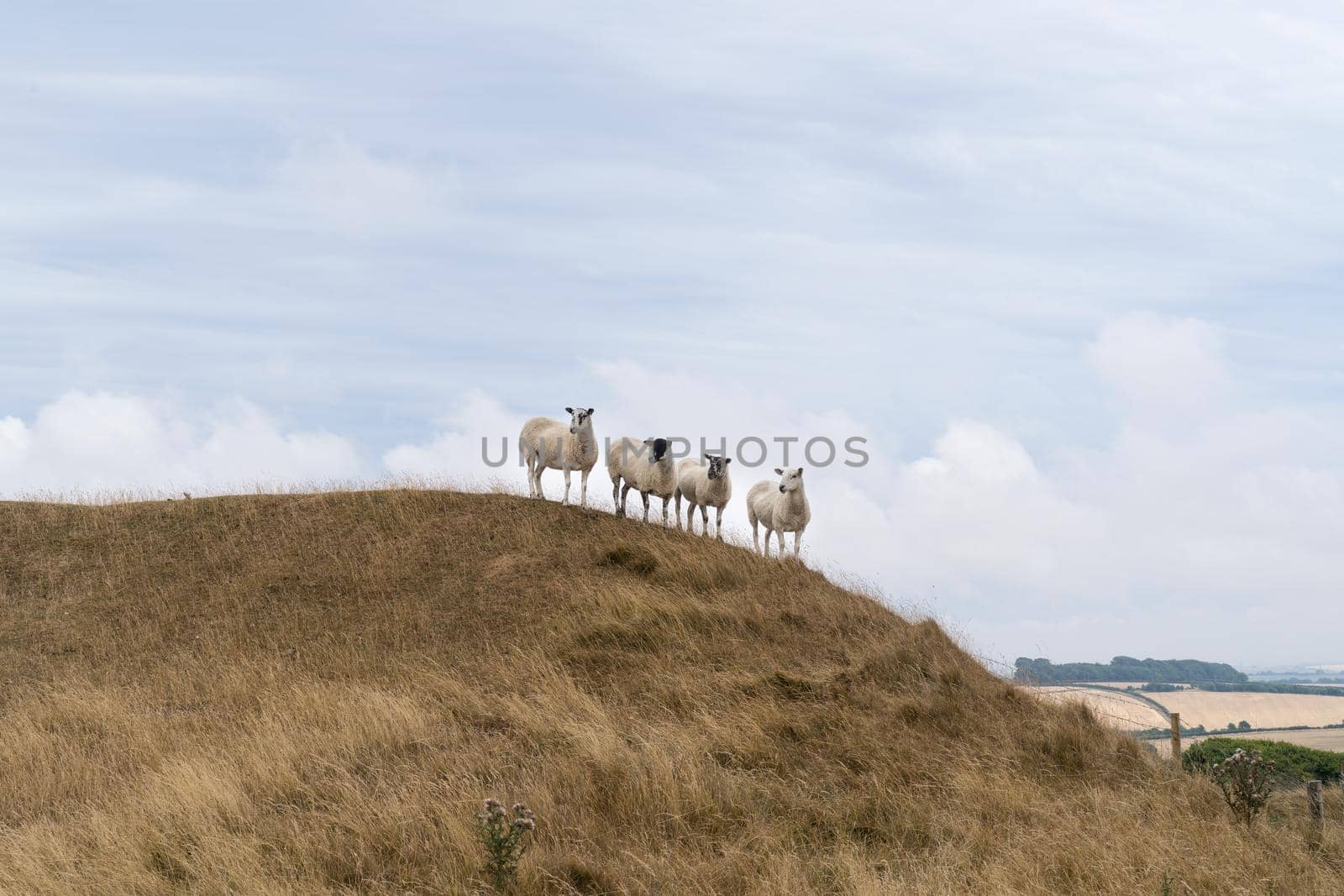 Sheep grazing in the English landscape at Maiden Castle near Dorchester Dorset Great Britain the summer