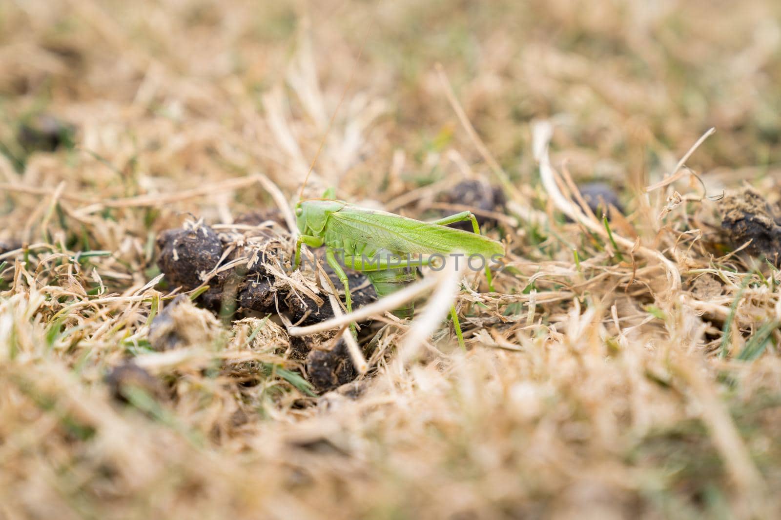 Large green grasshopper sitting in the dry grass at maiden Castle Dorchester by LeoniekvanderVliet