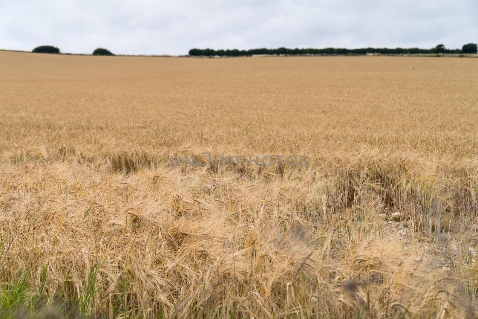 A Wide view over a field with ripe wheat ears against blue sky with clouds