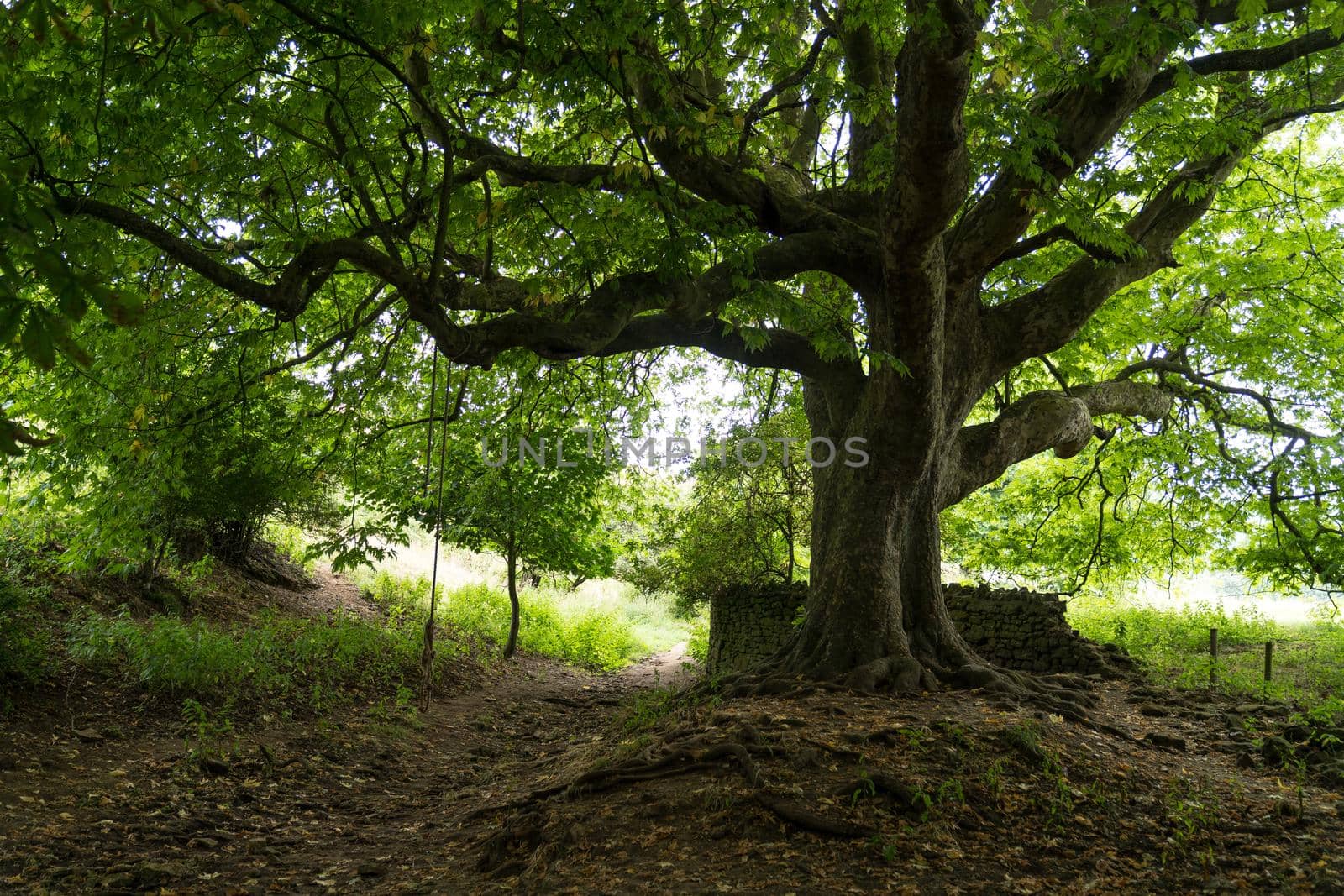 A Bottom to top view of a PLane tree trunk and branches with a ditch and a footpath underneath. Near Abbotsbury, England, United Kingdom