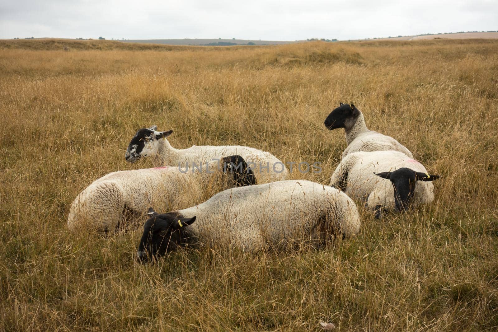 Sheep grazing in the English landscape at Maiden Castle near Dorchester Dorset Great Britain in summer