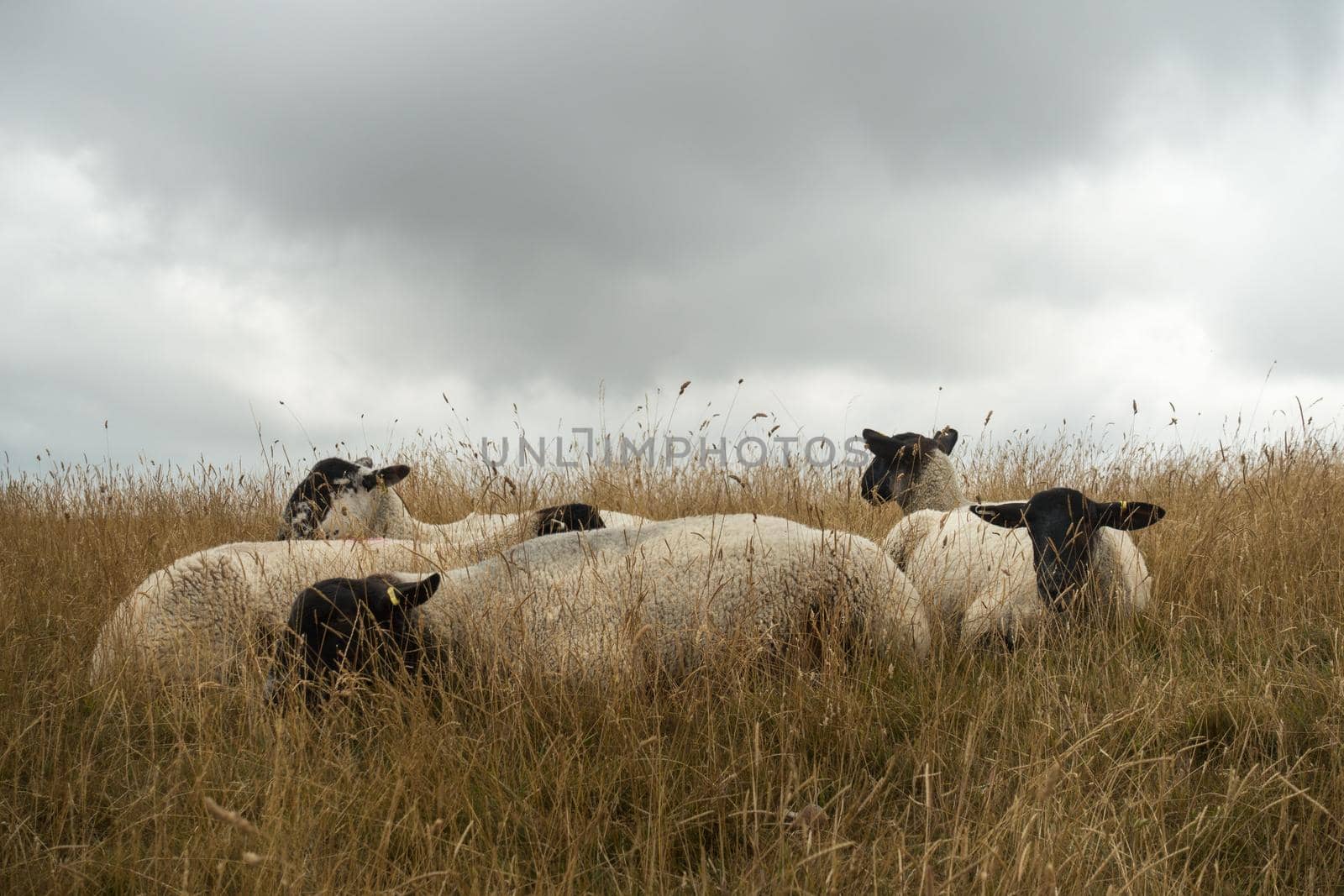 Sheep grazing in the English landscape at Maiden Castle near Dorchester Dorset Great Britain in the summer by LeoniekvanderVliet