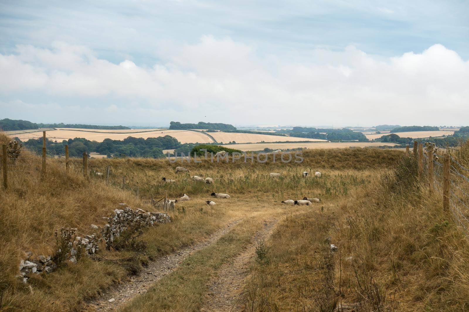Sheep grazing in the English landscape at Maiden Castle near Dorchester Dorset Great Britain in the summer by LeoniekvanderVliet