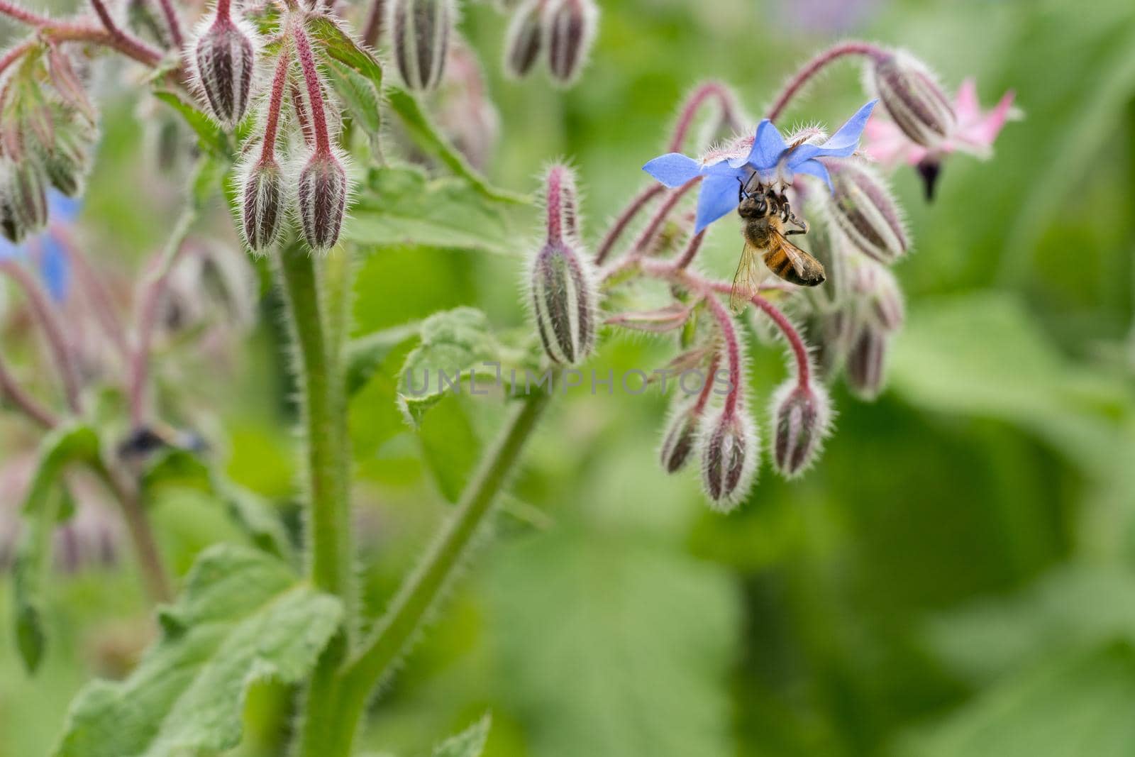 Bee on a flower of borago officinalis, also known as starflower, is an annual herb in the flowering plant family Boraginaceae