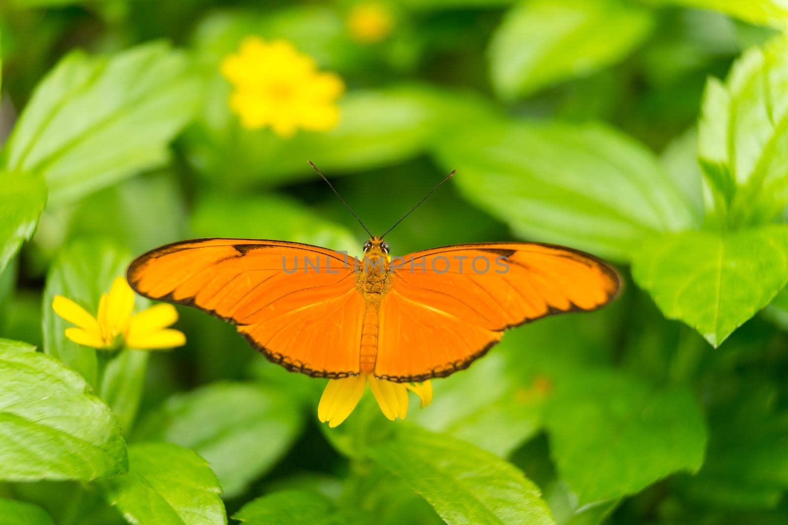 Close up of an orange Julia butterfly or Julia heliconian or the flame or flambeau Dryas iulia top view