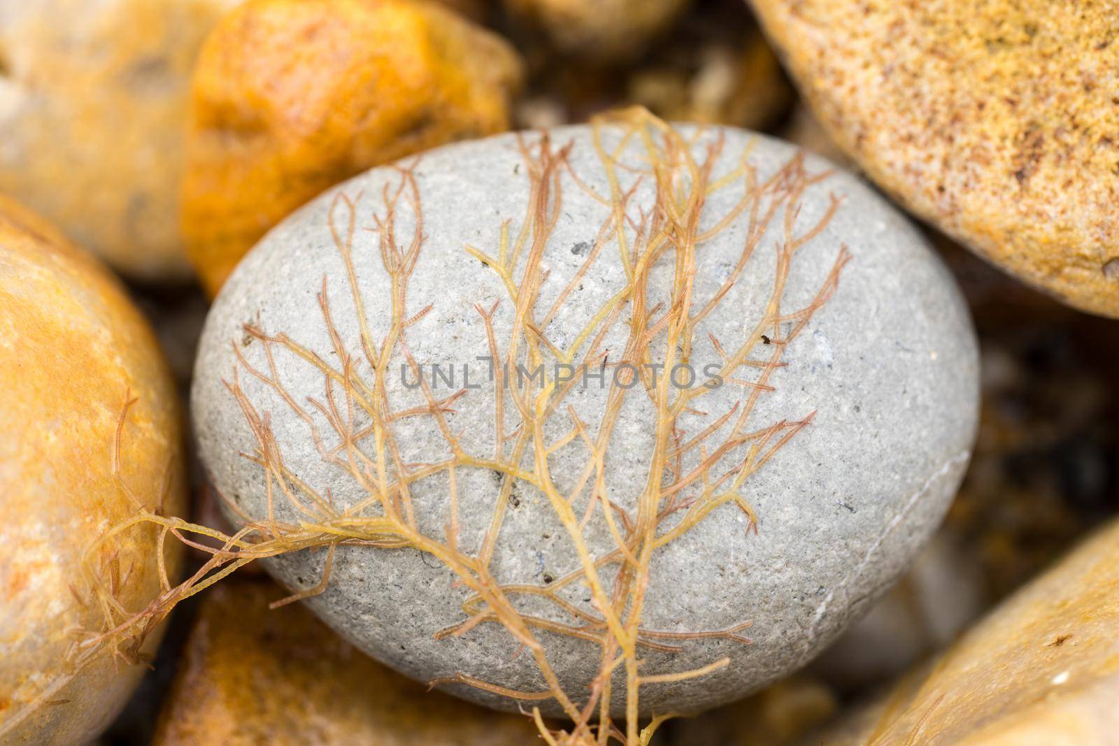 Closeup of marine algae from the shoreline. lying on a stone pebble. Yellow and orange colors. wallpaper or background by LeoniekvanderVliet