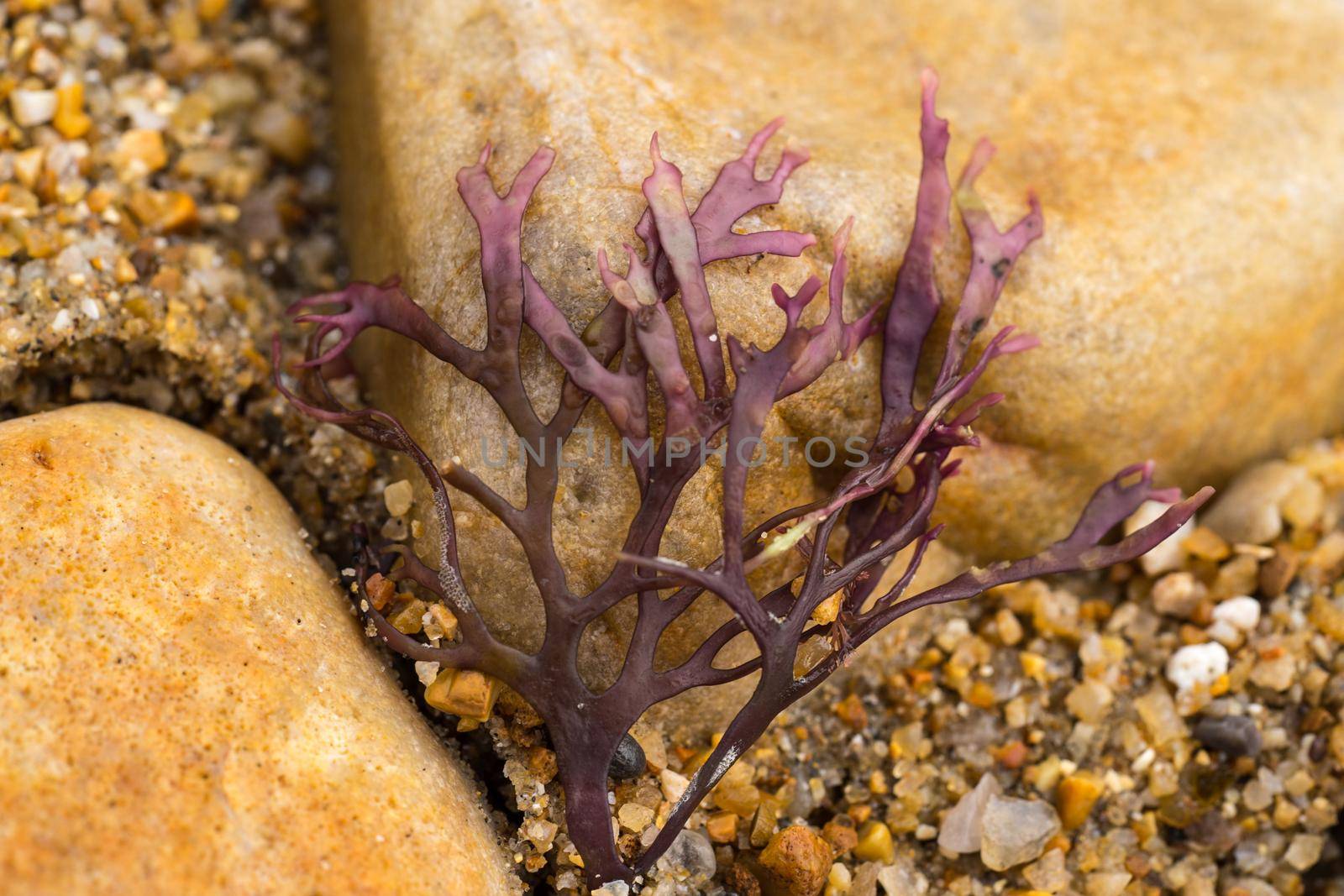 A Closeup of marine algae from the shoreline. lying on a stone pebble. purple colors. wallpaper or background