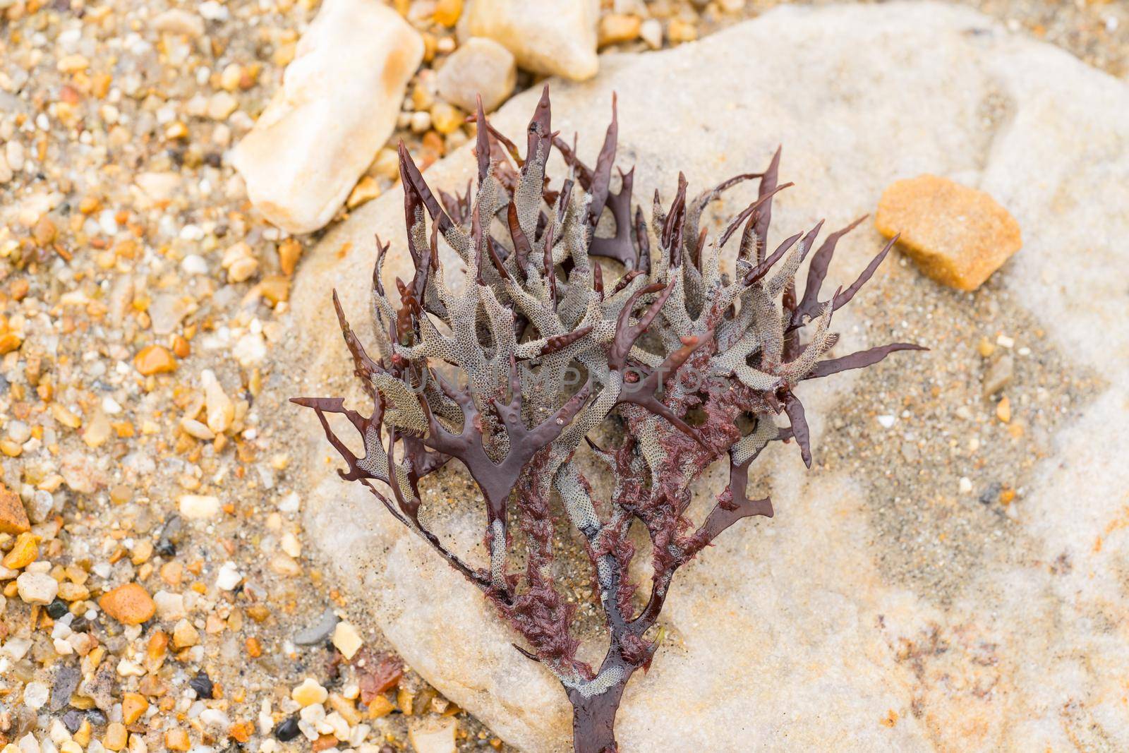 A Closeup of marine algae from the shoreline. lying on a stone pebble. purple colors. wallpaper or background