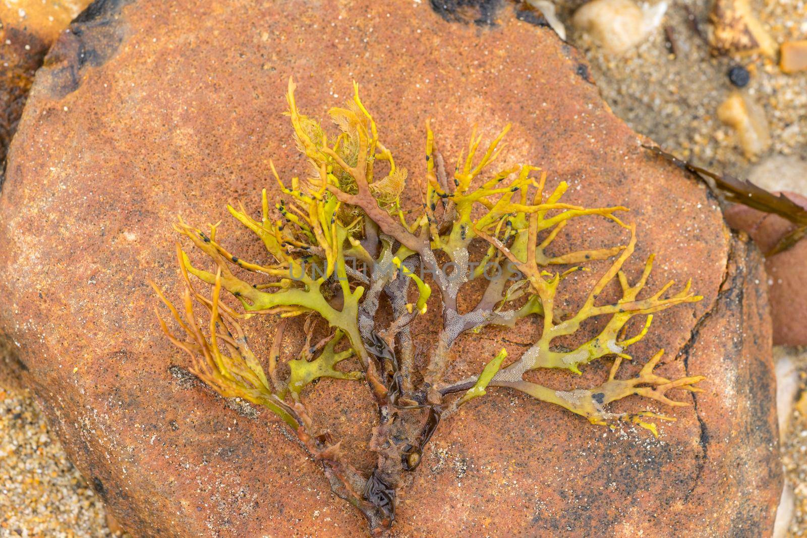 Closeup of marine algae from the shoreline. lying on a stone pebble. green and yellowcolors. wallpaper or background by LeoniekvanderVliet