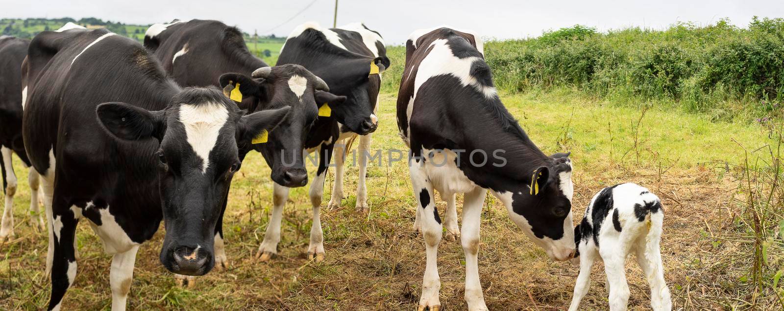 Cows with a claf in a meadow in the countryside England by LeoniekvanderVliet
