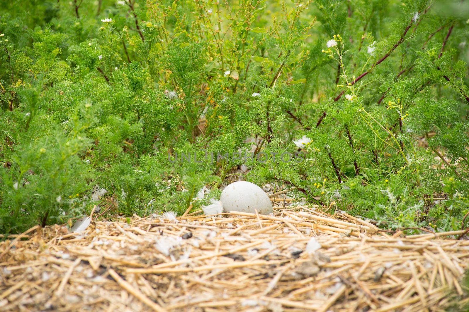 Unhatched Mute Swan Egg in a Nest with reed and green plants at the background