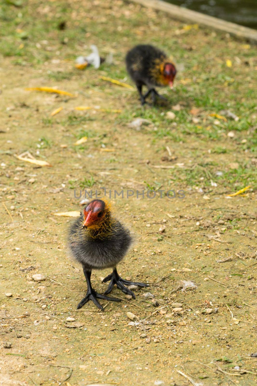 Two Eurasian water coot chicks fouraging near a brook walking on grassland