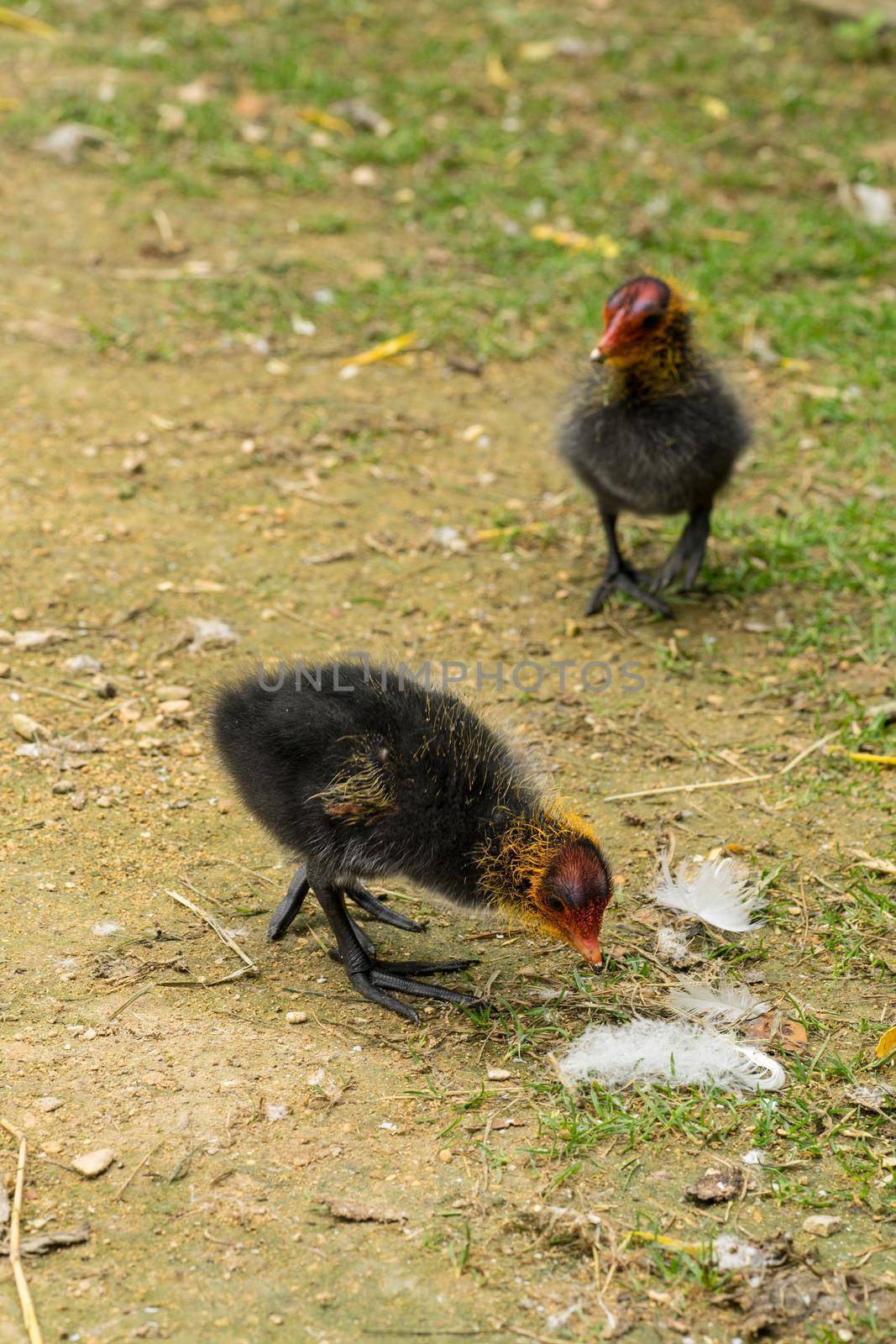 Eurasian water coot mother with two chicks fouraging by LeoniekvanderVliet