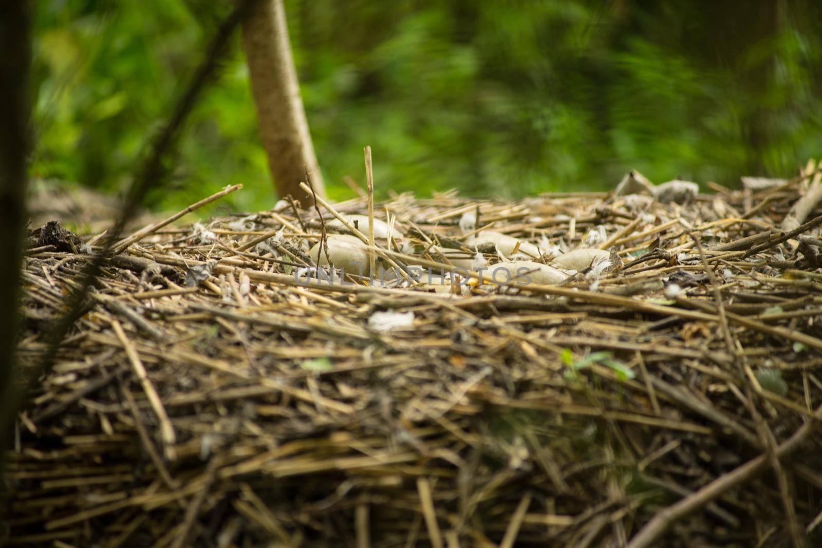 Unhatched Mute Swan Eggs in a Nest with reed and green plants at the background