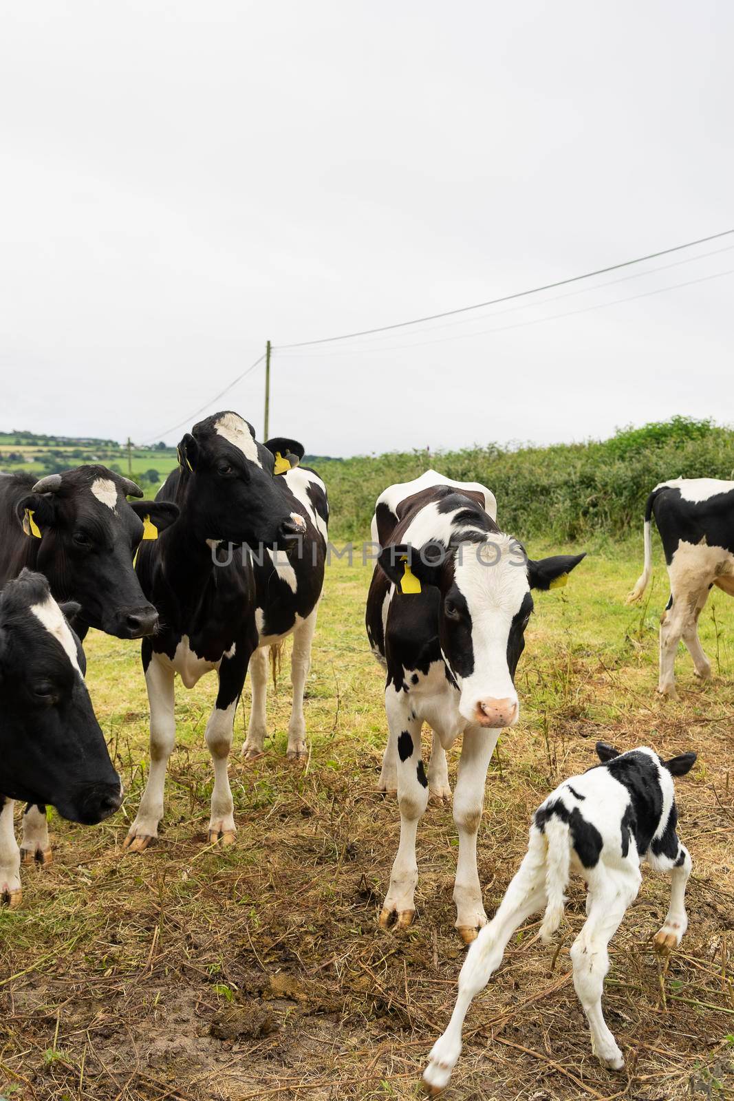 Cows with a claf in a meadow in the countryside England by LeoniekvanderVliet