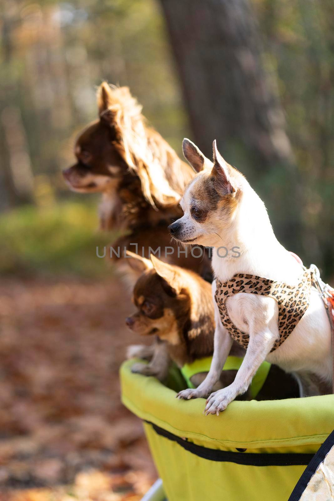 A group of chihuahua dogs sitting in a stroller in an autumn forest lane