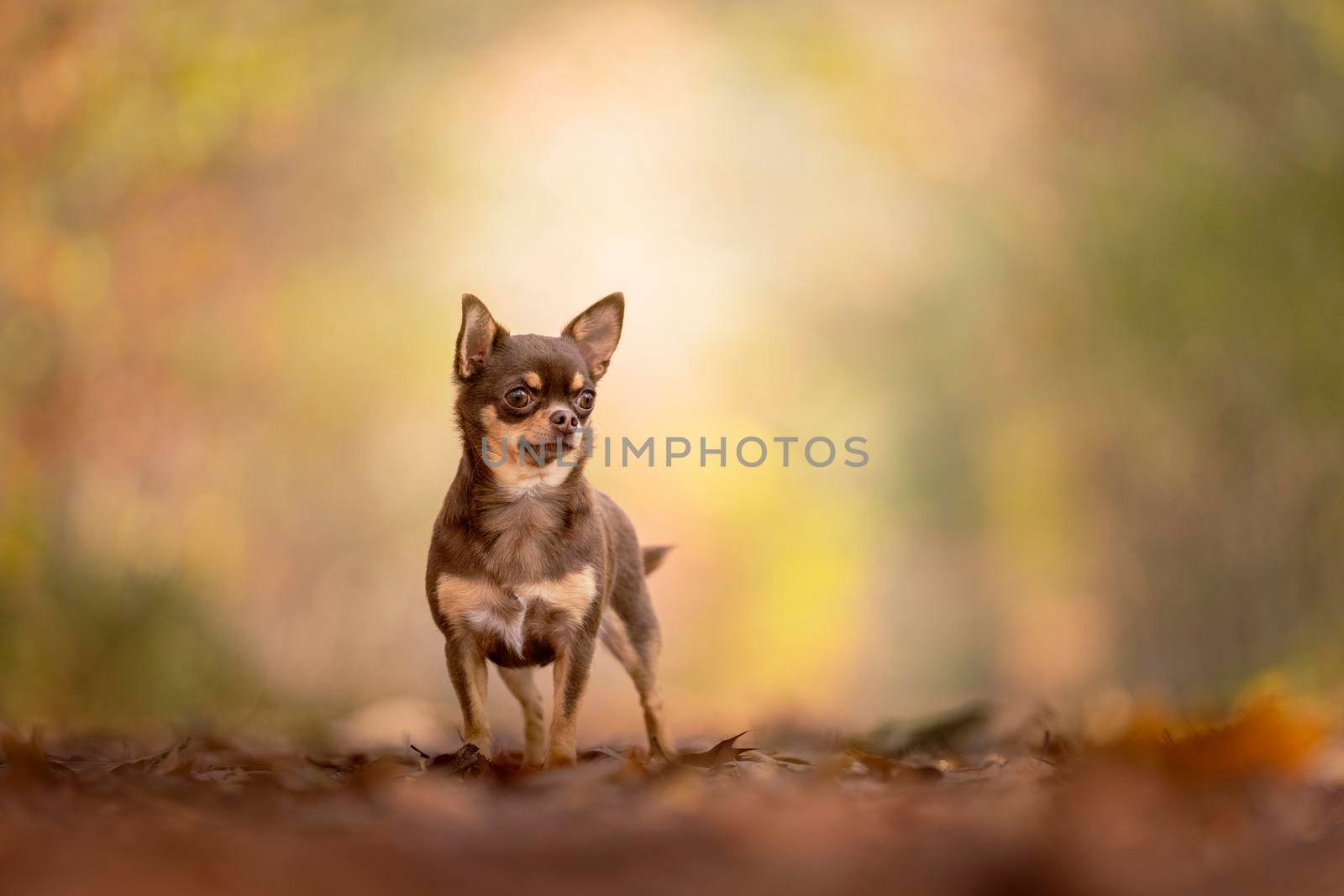 Chihuahua dog standing in an autumn forest lane with sunbeams and selective focus