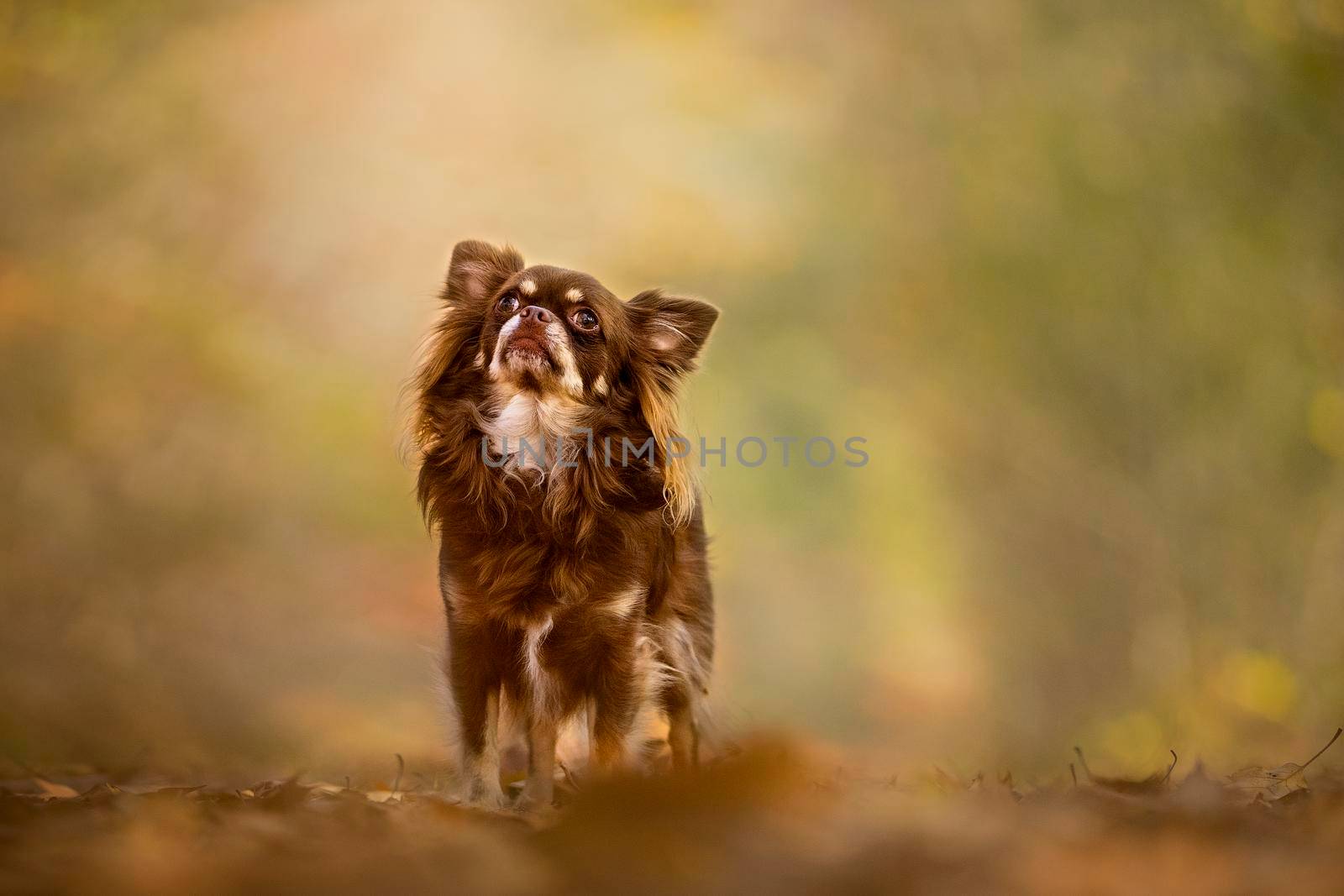 Chihuahua dog standing in an autumn forest lane with sunbeams and selective focus