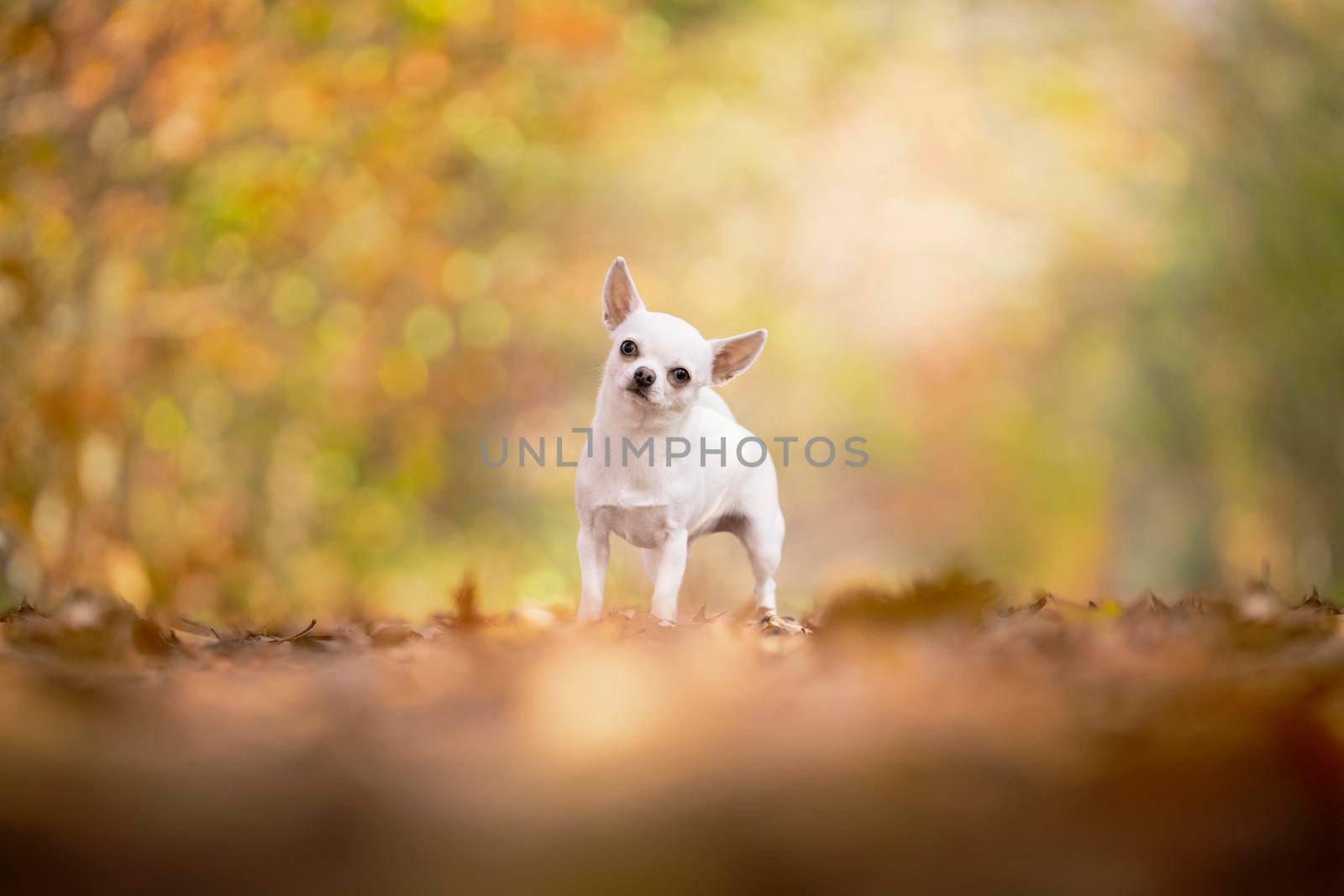 Chihuahua dog standing in an autumn forest lane with sunbeams and selective focus