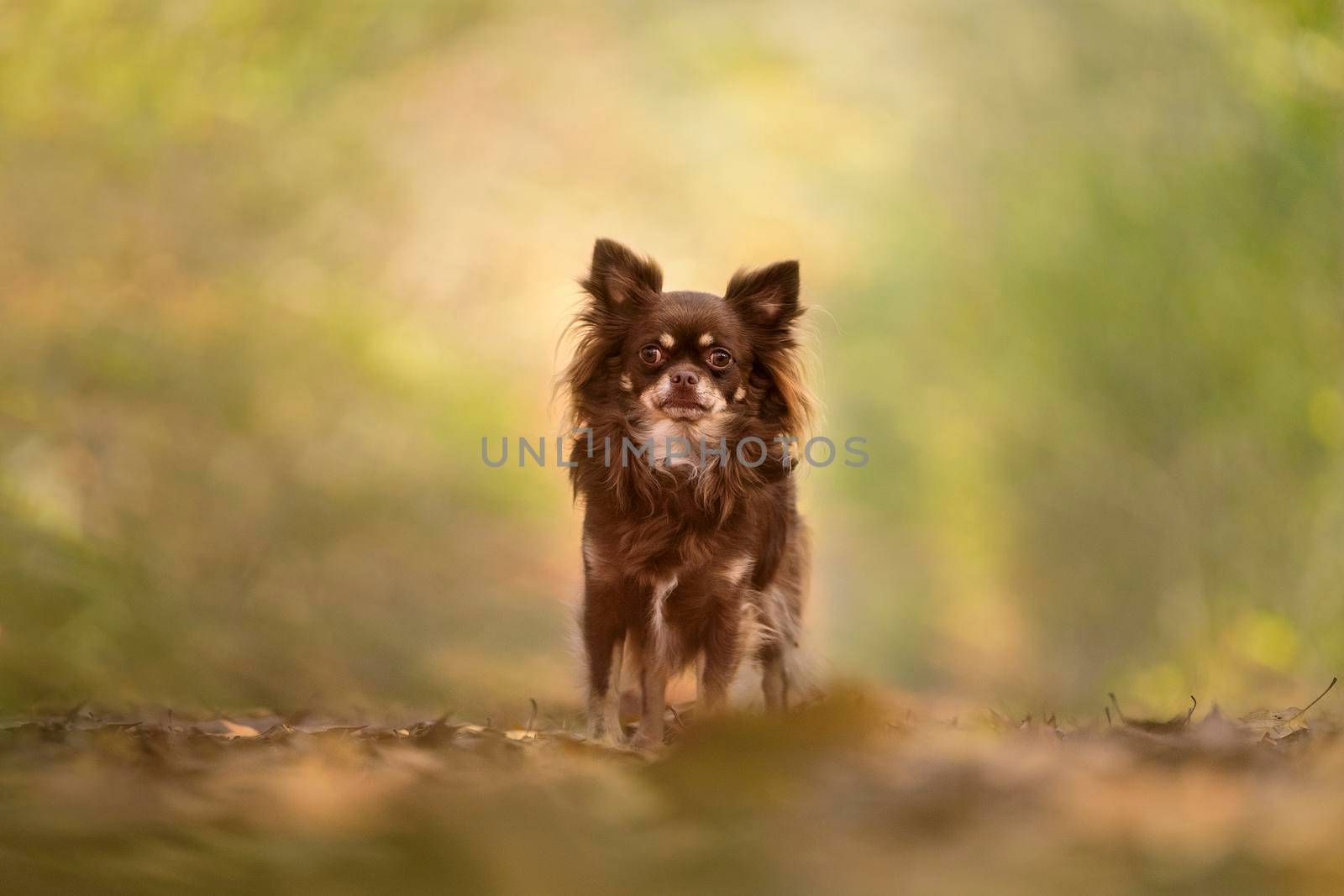 Chihuahua dog standing in an autumn forest lane with sunbeams by LeoniekvanderVliet