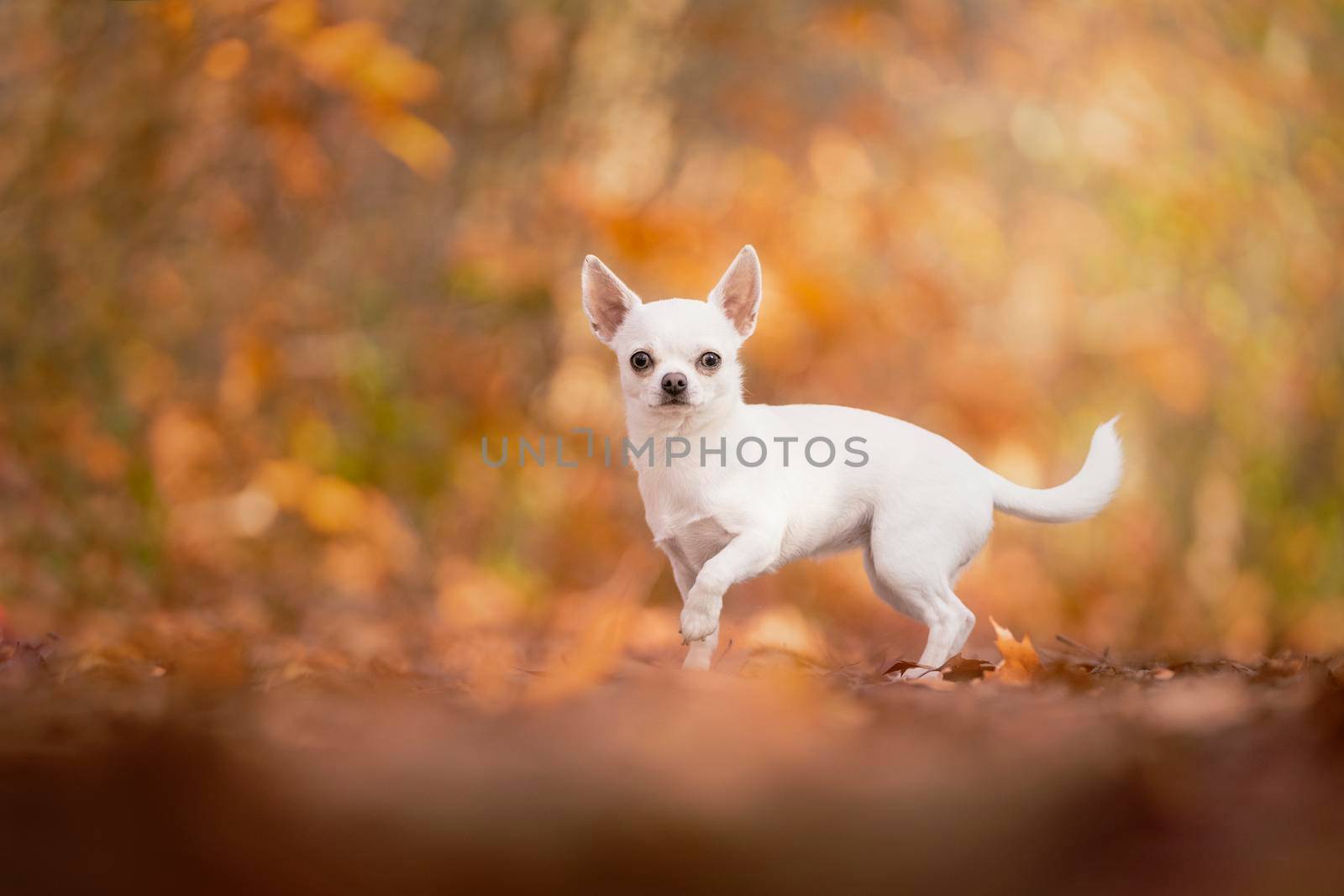 Chihuahua dog standing in an autumn forest lane with sunbeams and selective focus