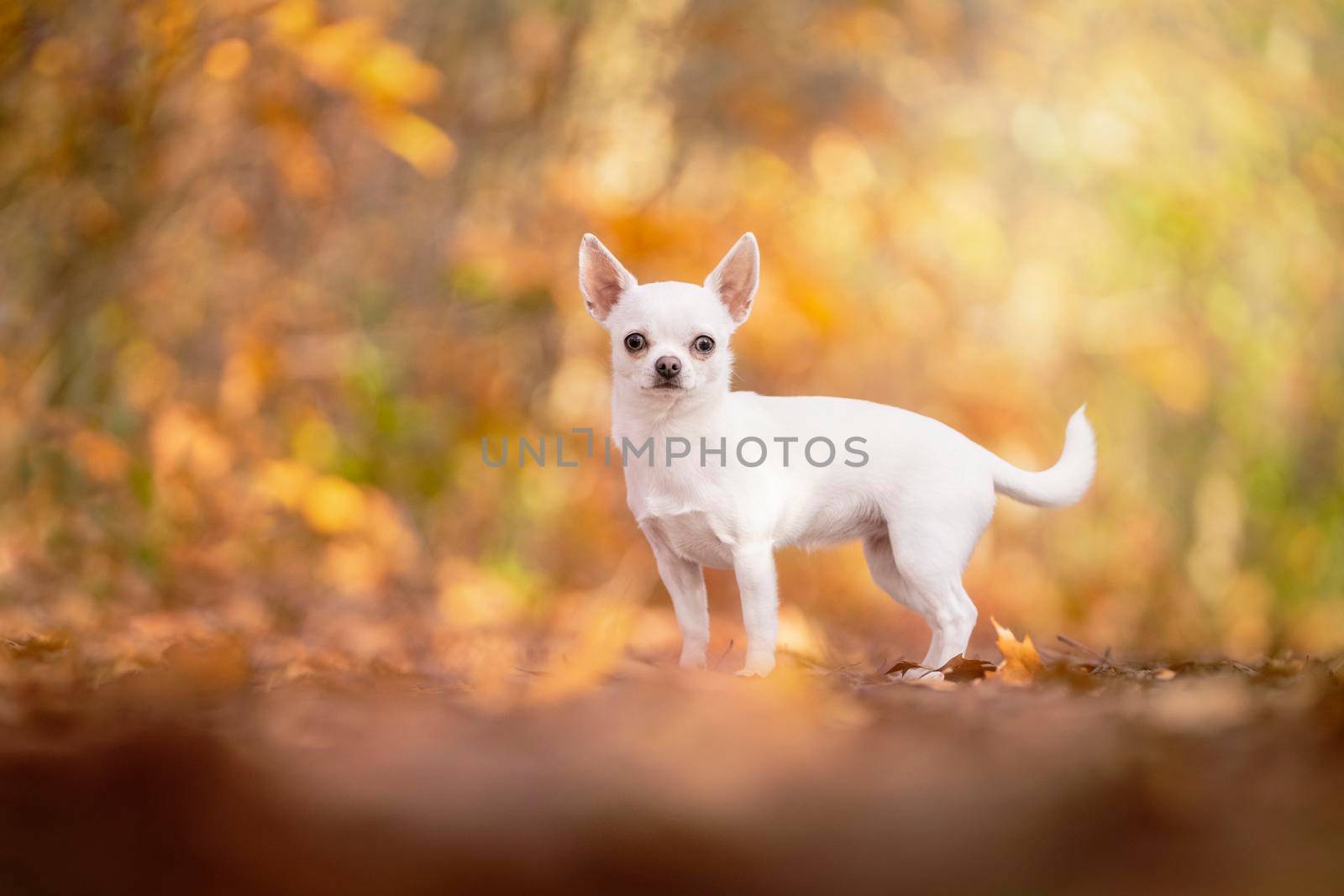 Chihuahua dog standing in an autumn forest lane with sunbeams and selective focus