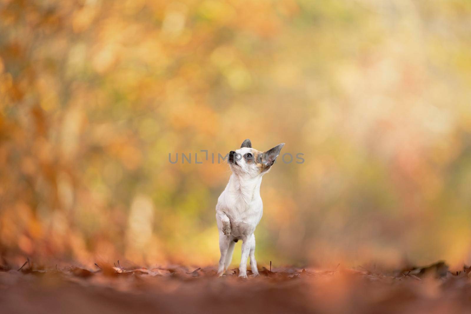 Chihuahua dog standing in an autumn forest lane with sunbeams by LeoniekvanderVliet