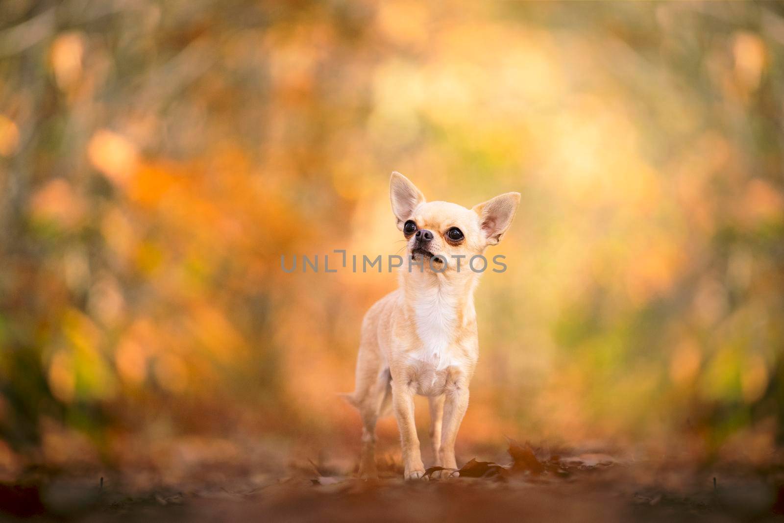 Chihuahua dog standing in an autumn forest lane with sunbeams and selective focus