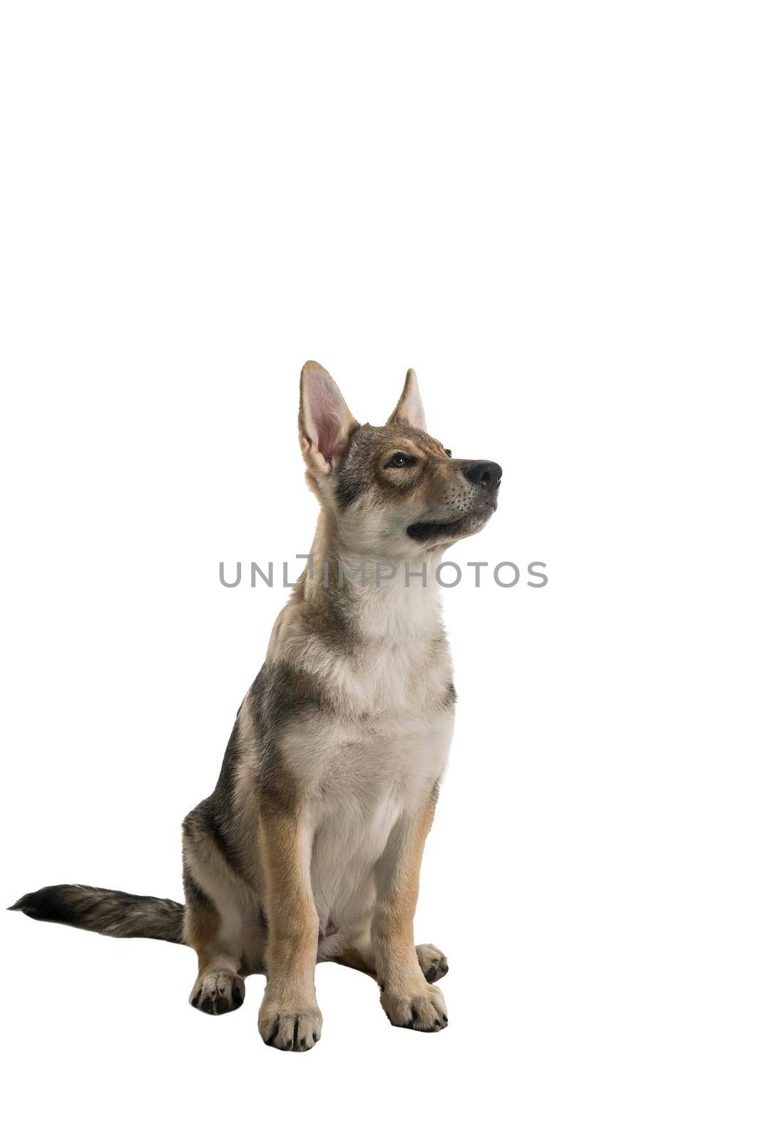 Sitting female tamaskan hybrid dog puppy with flappy ears isolated on white background looking away