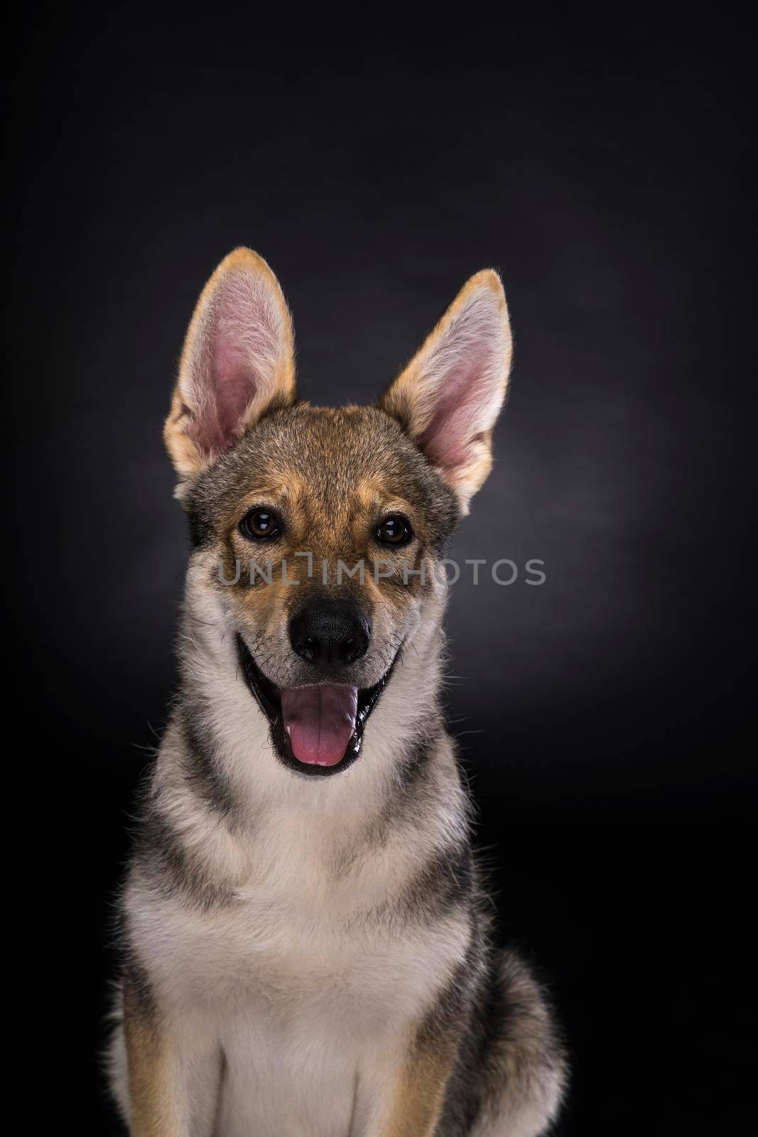 Portrait of a sitting female tamaskan hybrid dog puppy with flappy ears isolated on a white background looking at the camera