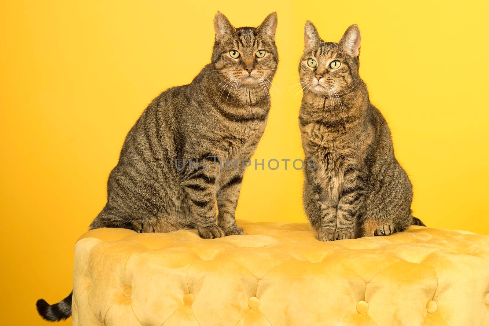 Two European shorthair tabby cats, male and female, sitting on a yellow chesterfield puff against a yellow background by LeoniekvanderVliet