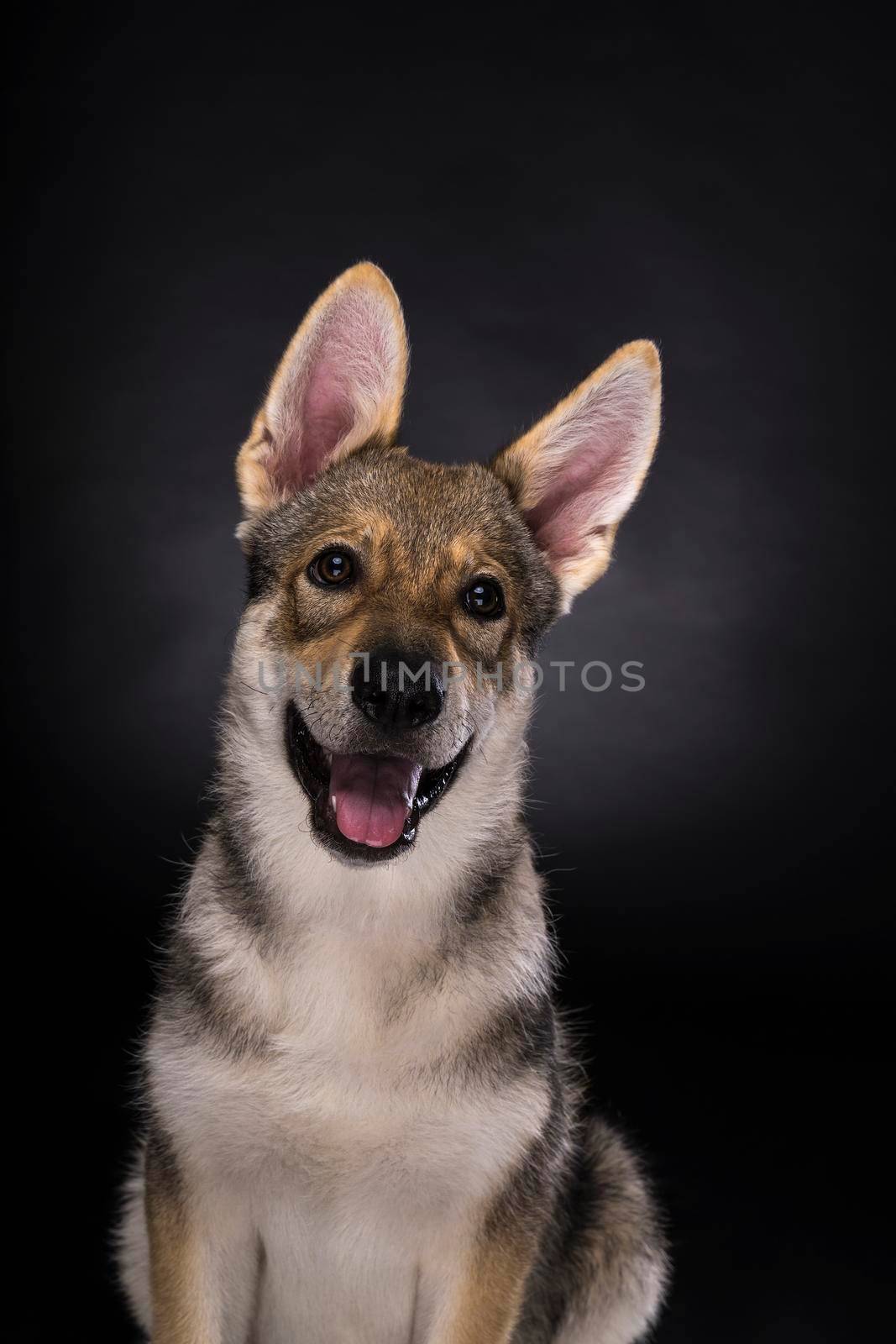 Portrait of a sitting female tamaskan hybrid dog puppy with flappy ears isolated on a white background looking at the camera