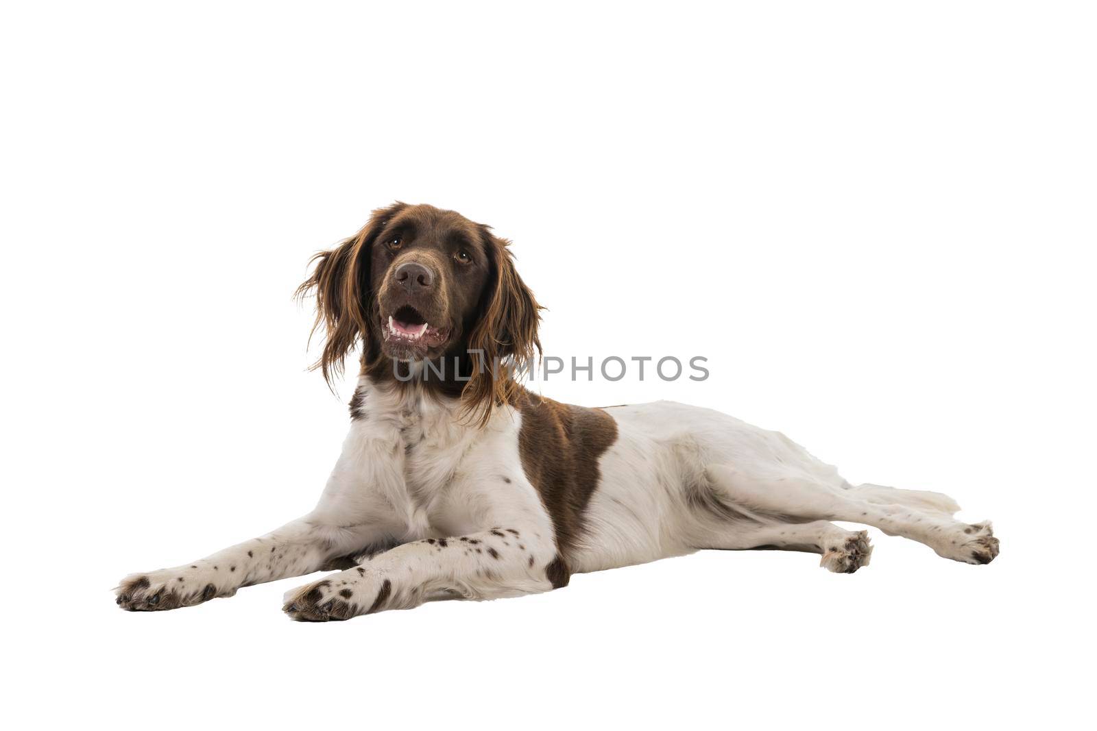 Portrait of a two year old female small munsterlander dog ( heidewachtel ) lying down mouth open isolated on a white background by LeoniekvanderVliet