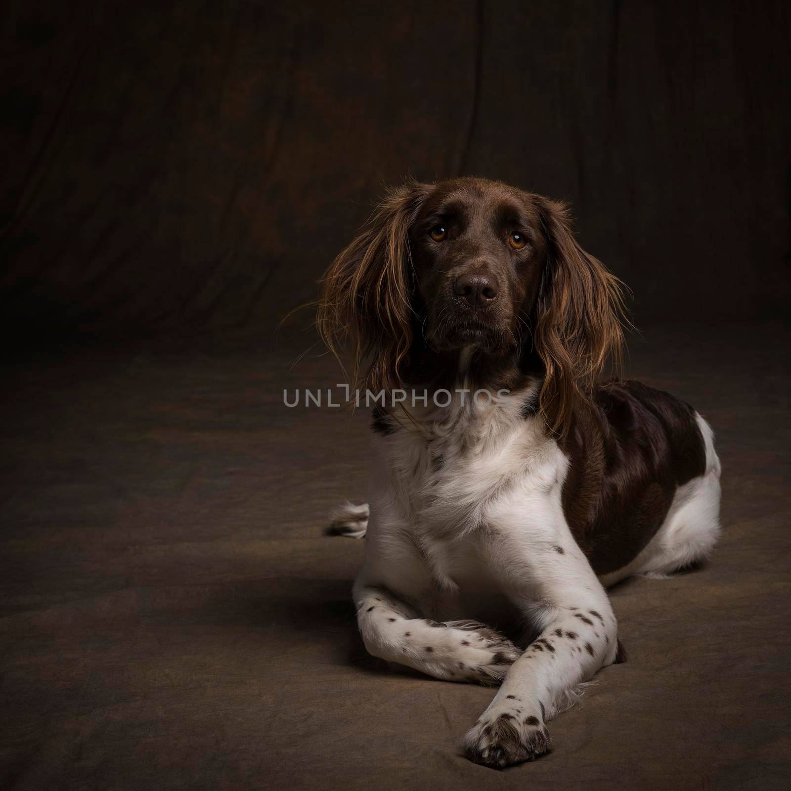 Portrait of a female small munsterlander dog, heidewachtel, lying down on a brown background by LeoniekvanderVliet