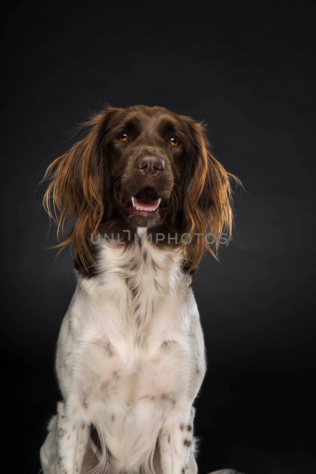 Portrait of a female small munsterlander dog, heidewachtel, on black background