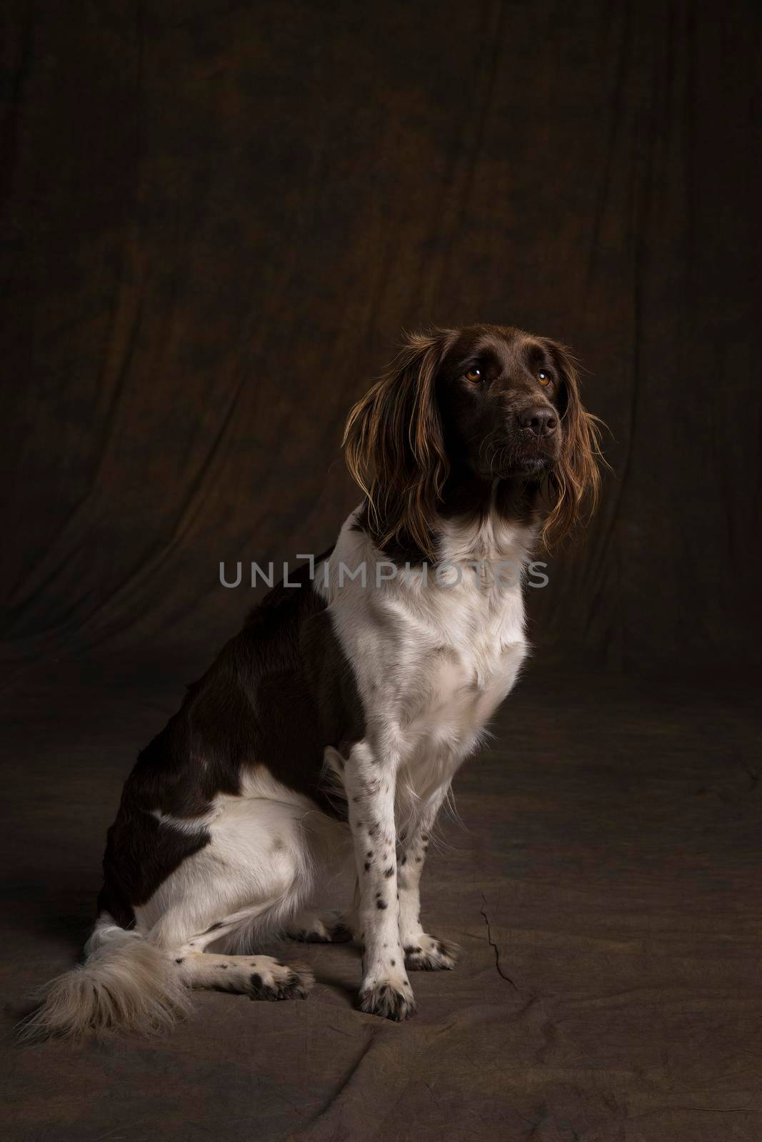 Portrait of a female small munsterlander dog, heidewachtel, sitting on a brown background by LeoniekvanderVliet