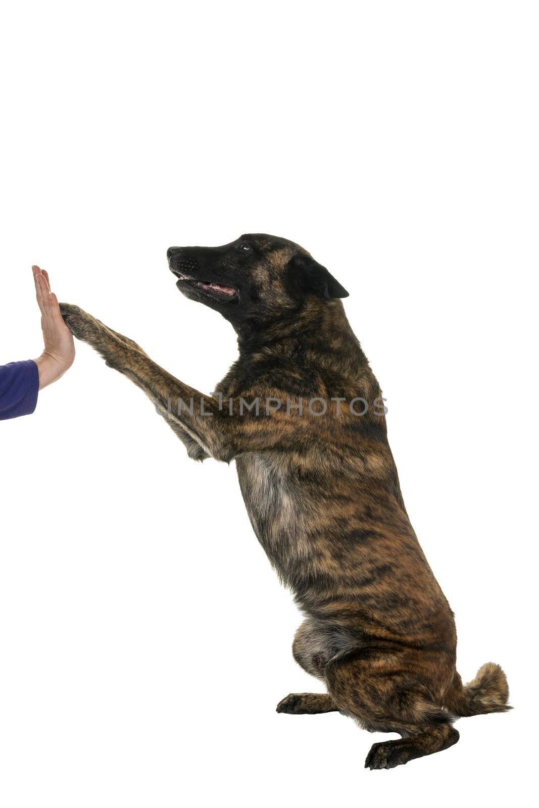 Portrait of a Dutch Shepherd dog, brindle coloring, isolated on a white background seen from aside doing a high five by LeoniekvanderVliet