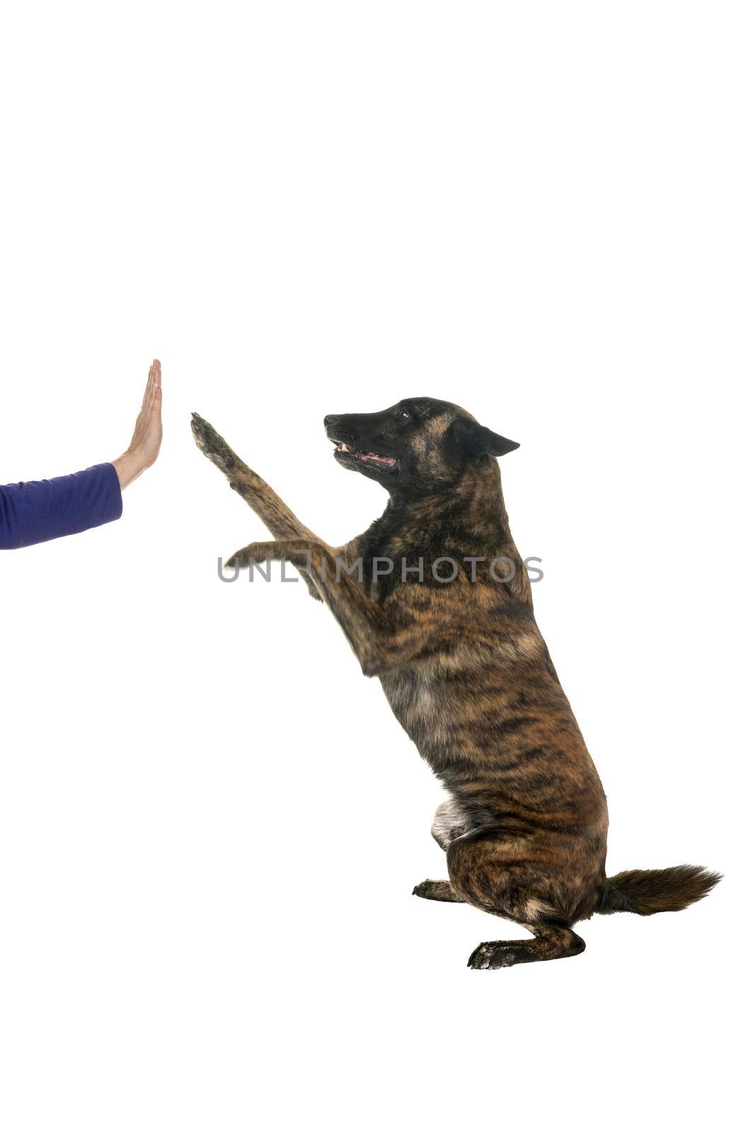 Portrait of a Dutch Shepherd dog, brindle coloring, isolated on white background seen from aside doing a high five