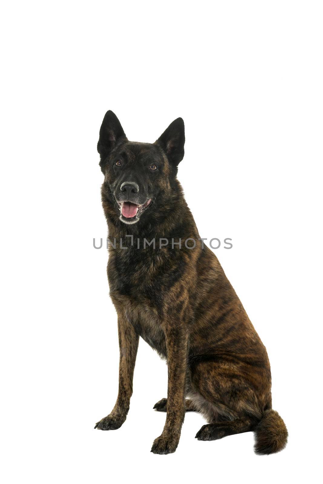 Portrait of a Dutch Shepherd dog, brindle coloring, isolated on a white background seen from the front sitting by LeoniekvanderVliet