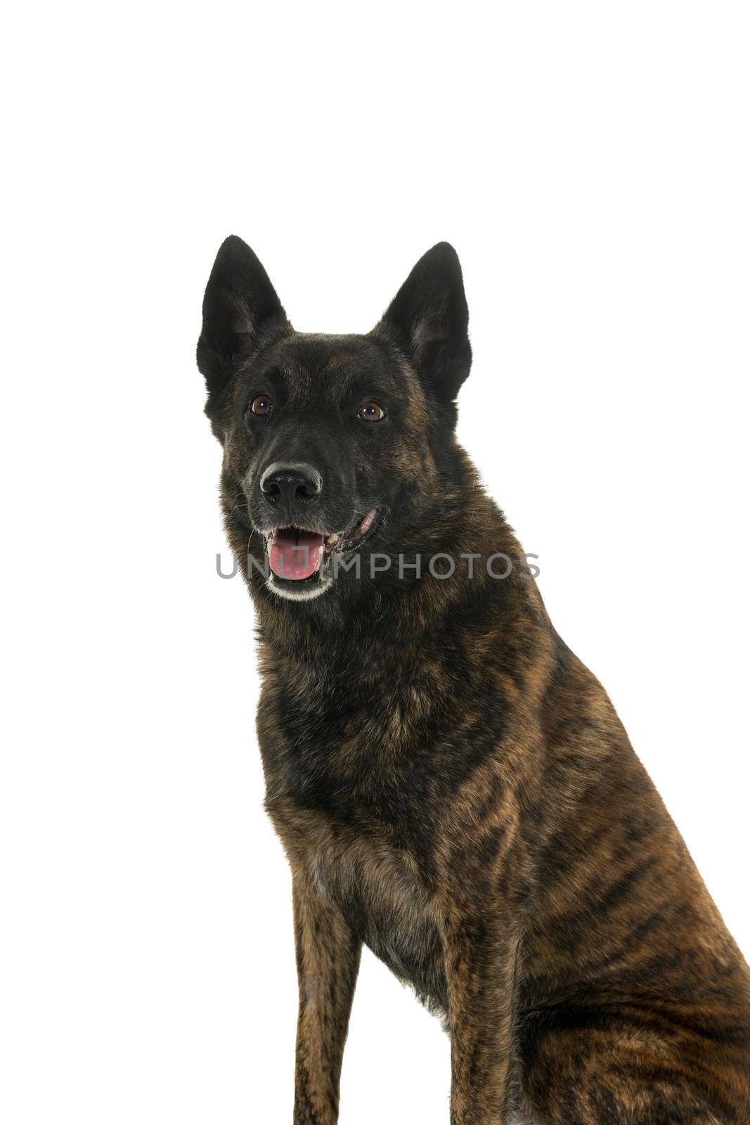 Portrait of a Dutch Shepherd dog, brindle coloring, isolated on white background