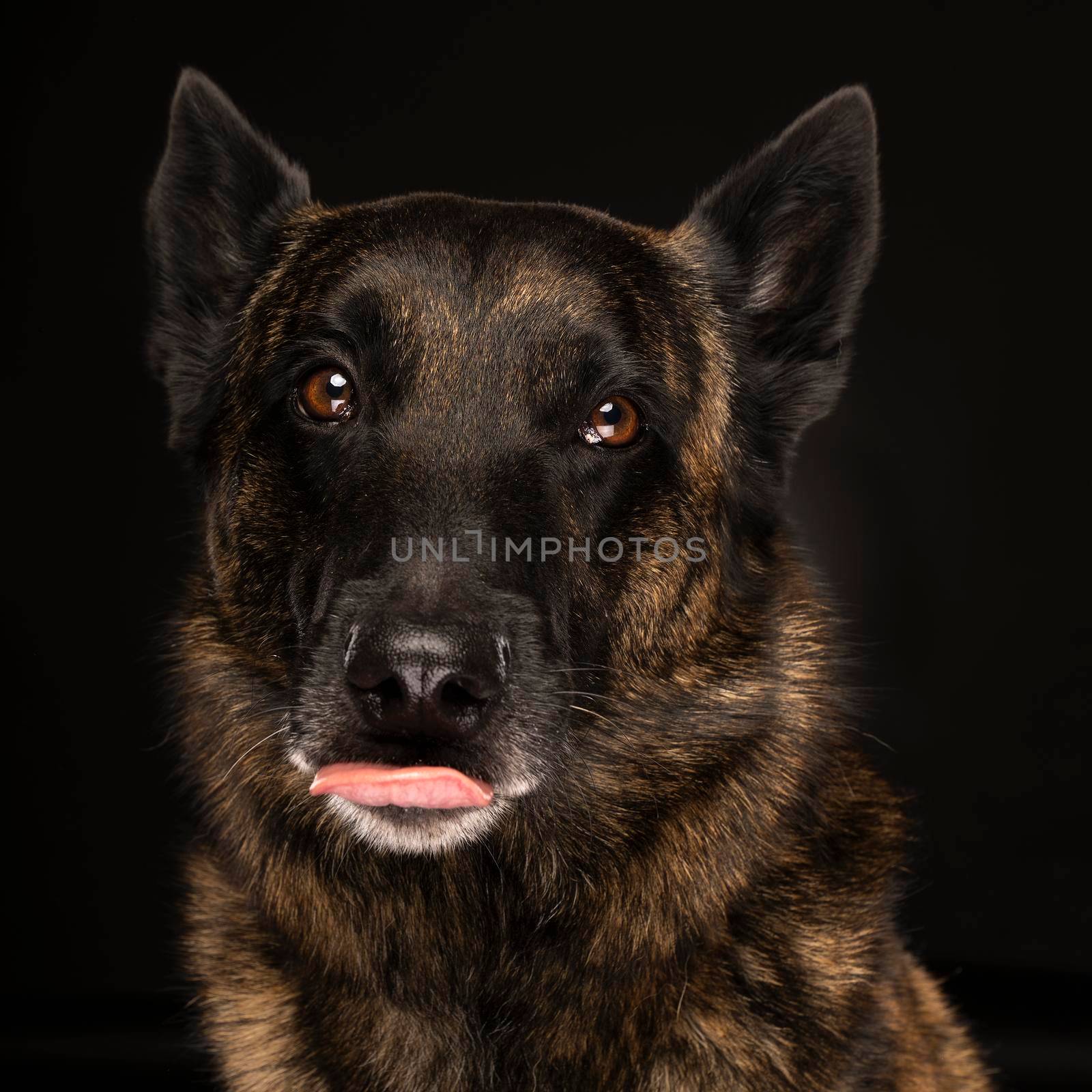 Portrait of a Dutch Shepherd dog, brindle coloring, on black background