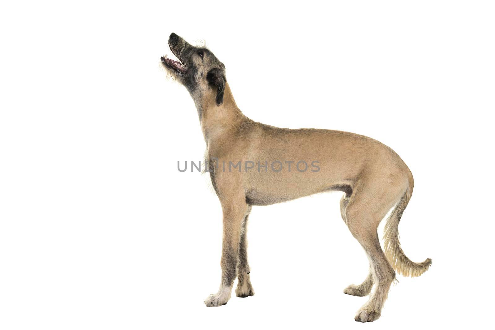 Blonde young ( 7 months old ) Irish wolfhound dog standing sideways isolated on a white background by LeoniekvanderVliet