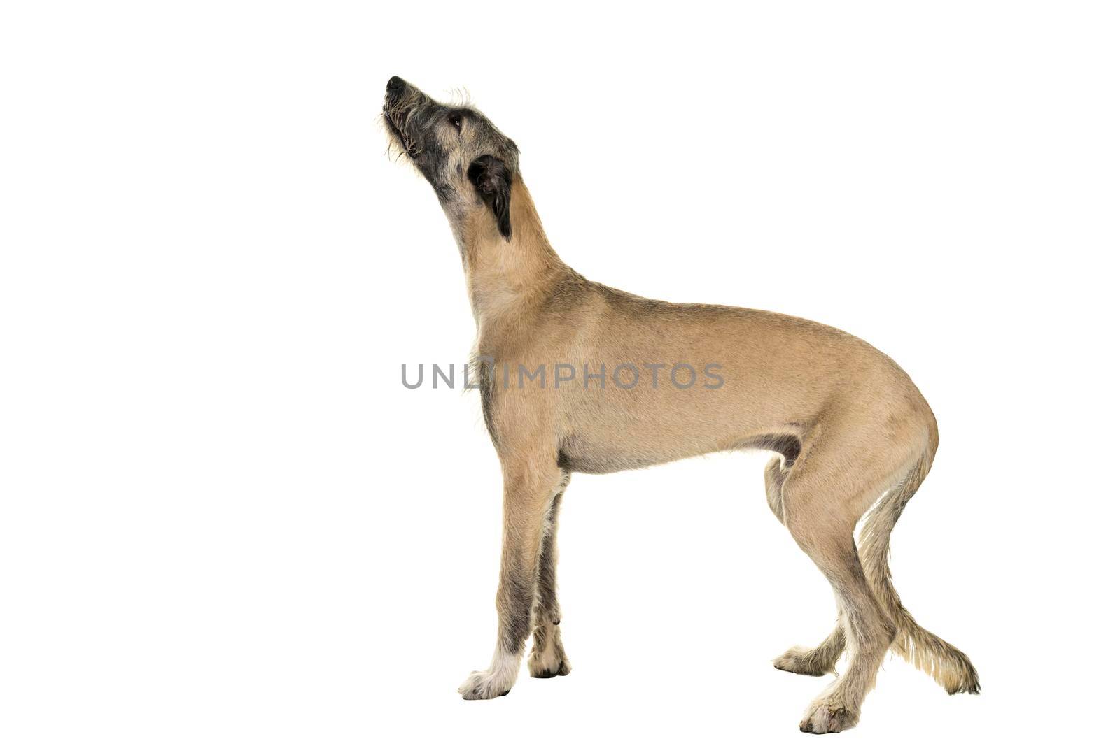 Blonde young ( 7 months old ) Irish wolfhound dog standing sideways isolated on a white background by LeoniekvanderVliet