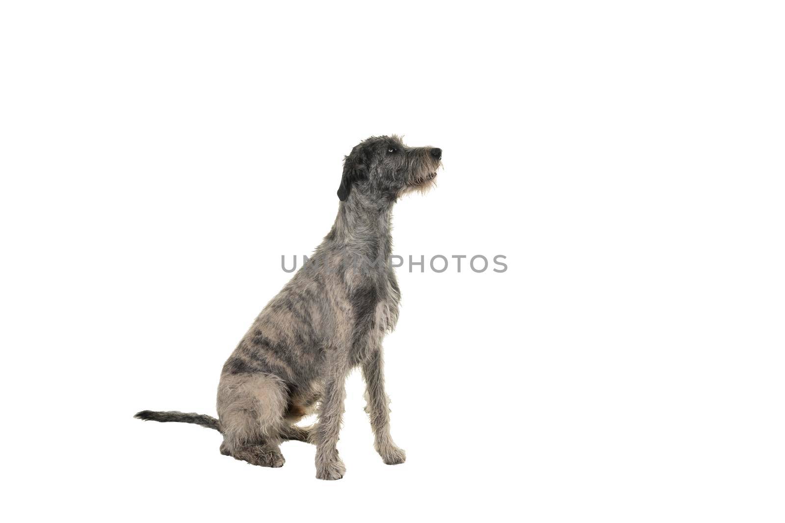 Grey large Irish wolfhound dog sitting sideways isolated on a white background by LeoniekvanderVliet