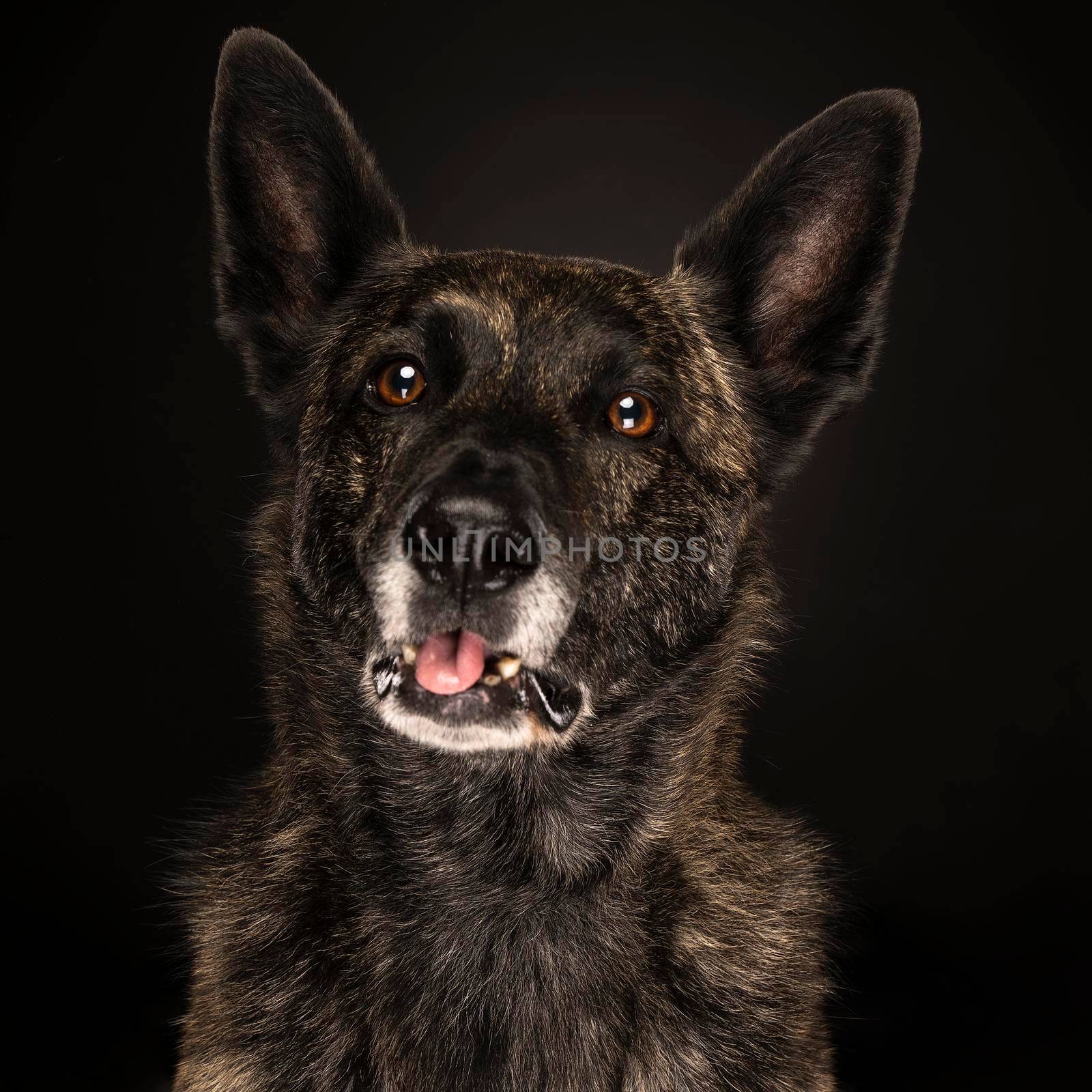 Portrait Dutch Shepherd dog with his tongue out brindle coloring, black background by LeoniekvanderVliet