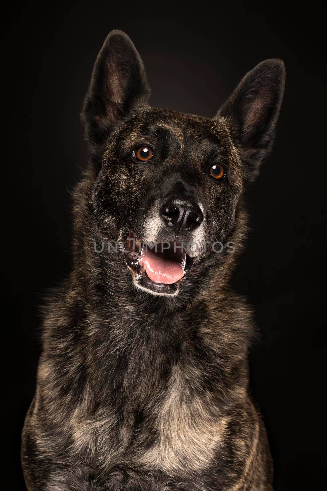 Portrait of a Dutch Shepherd dog, brindle coloring, on a black background by LeoniekvanderVliet