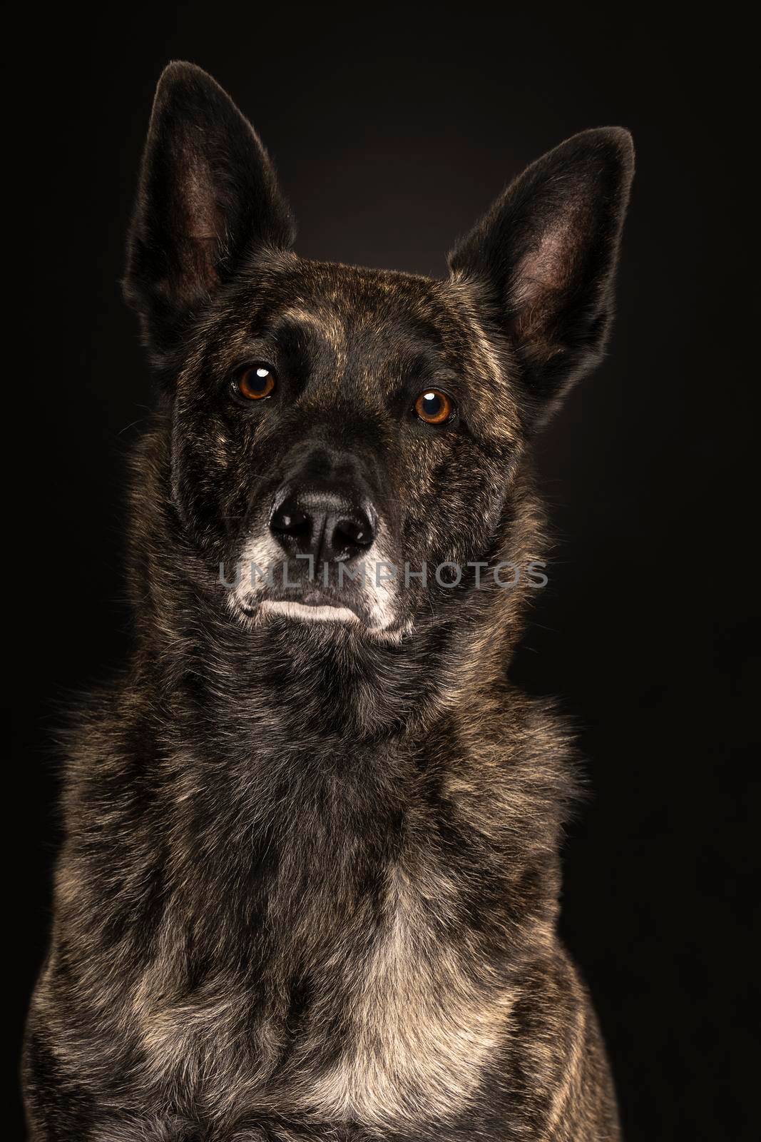 Portrait of a Dutch Shepherd dog, brindle coloring, on a black background by LeoniekvanderVliet