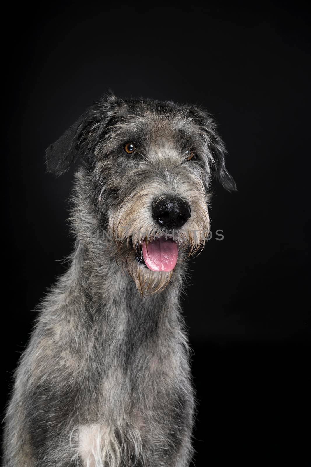 Grey large Irish wolfhound dog sitting sideways isolated on black background