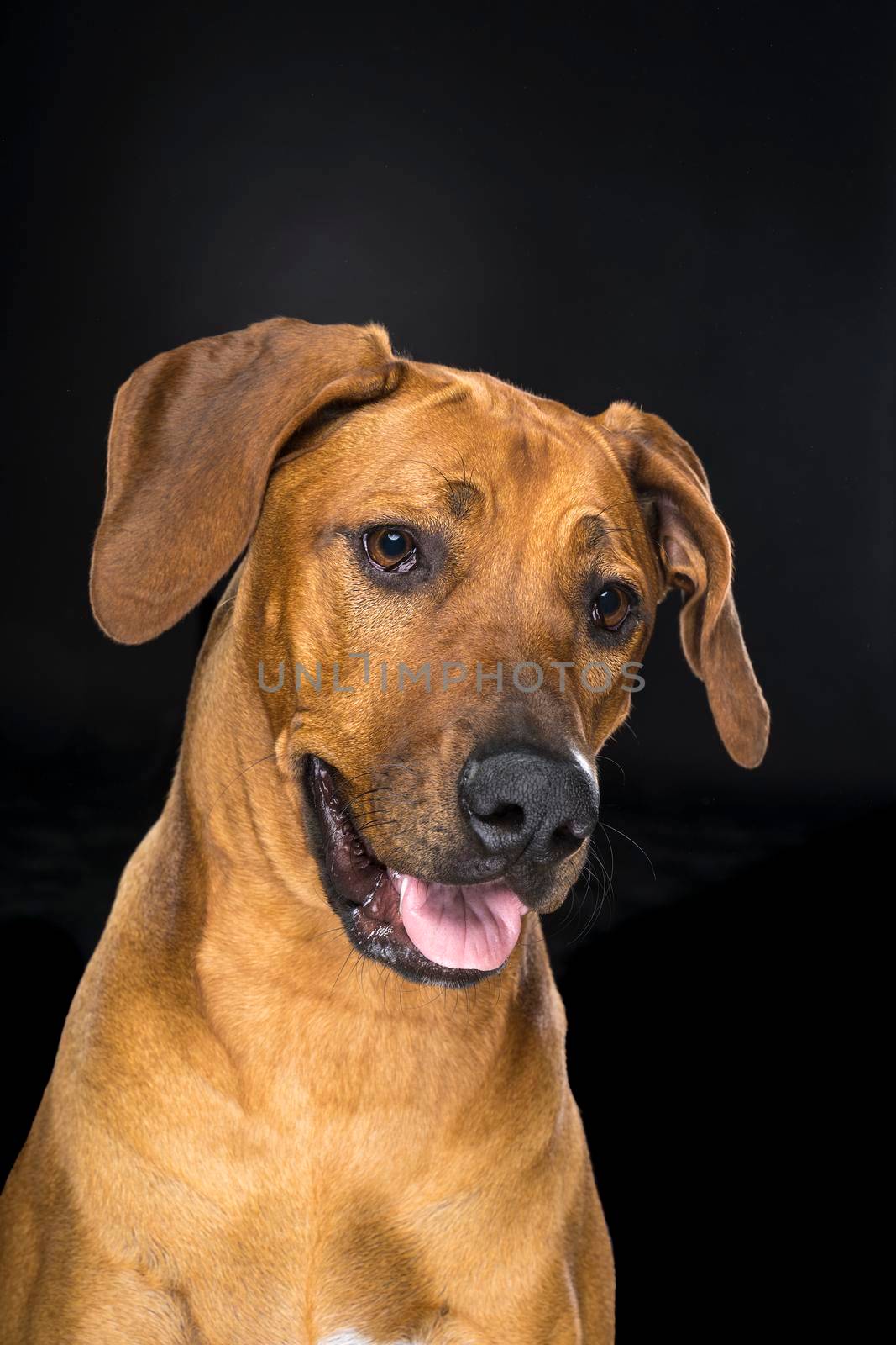 Portrait of Rhodesian Ridgeback dog isolated on a black background sitting looking at the camera