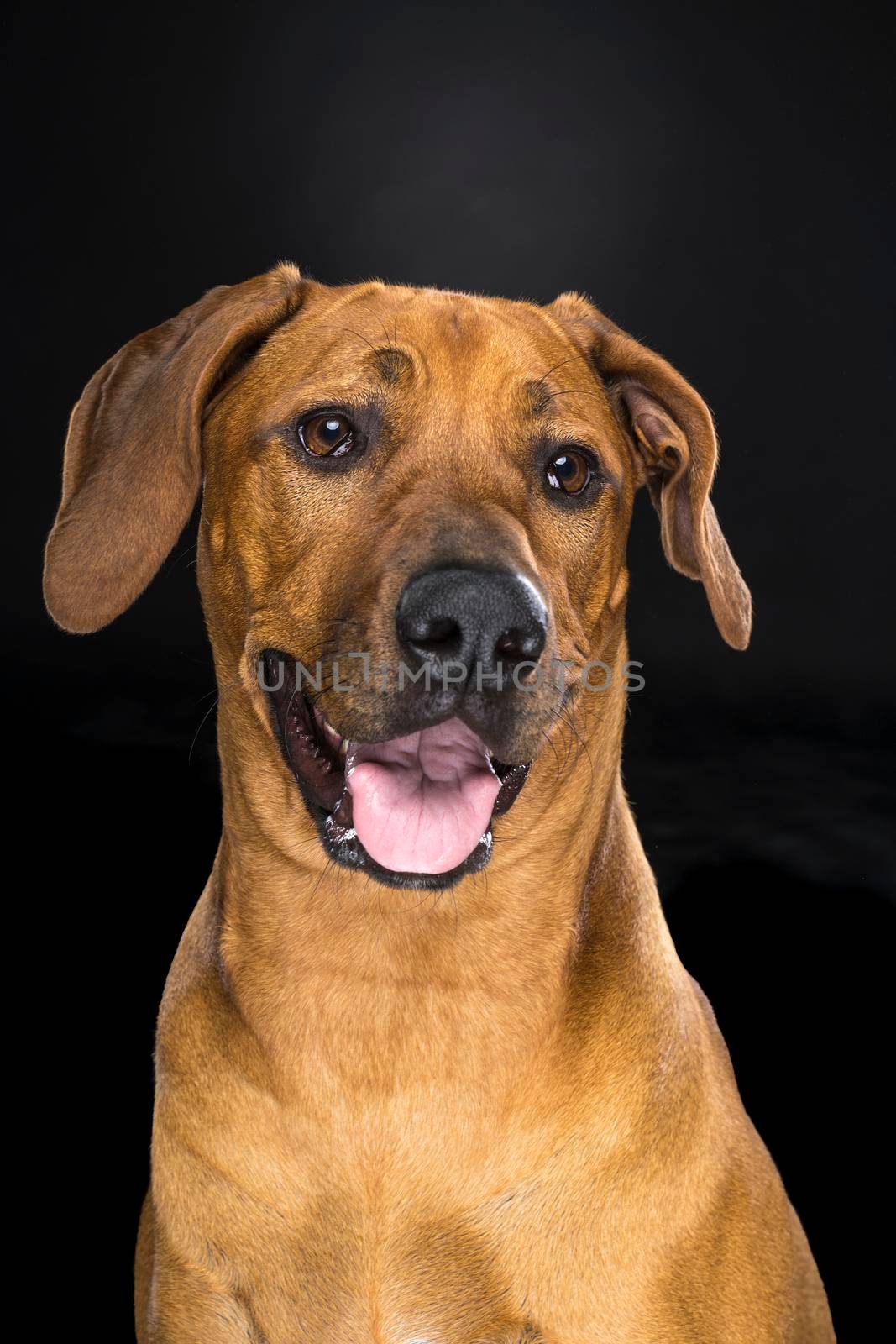 Portrait Rhodesian Ridgeback dog isolated black background sitting by LeoniekvanderVliet